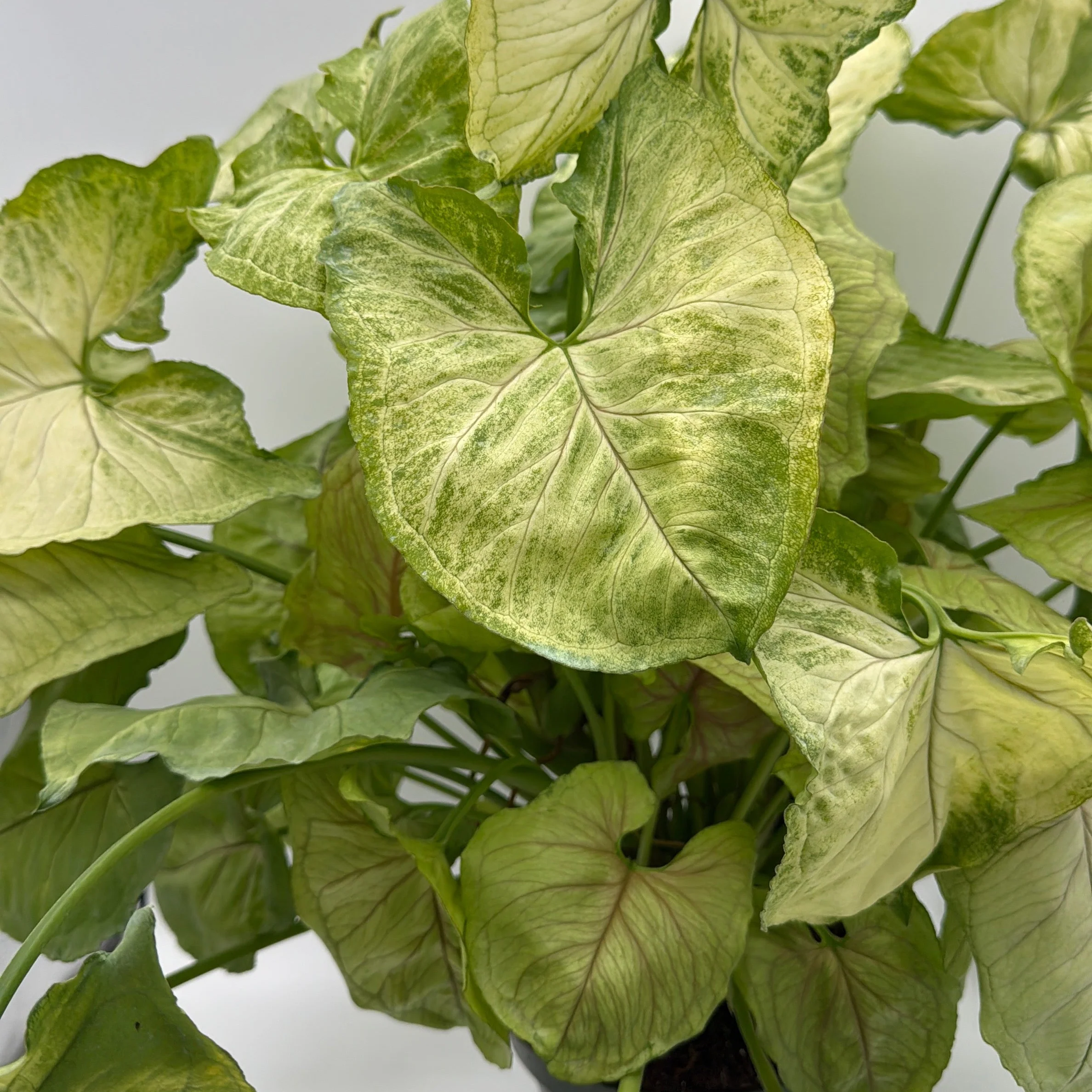Syngonium 'Orn Thong' - Image 7