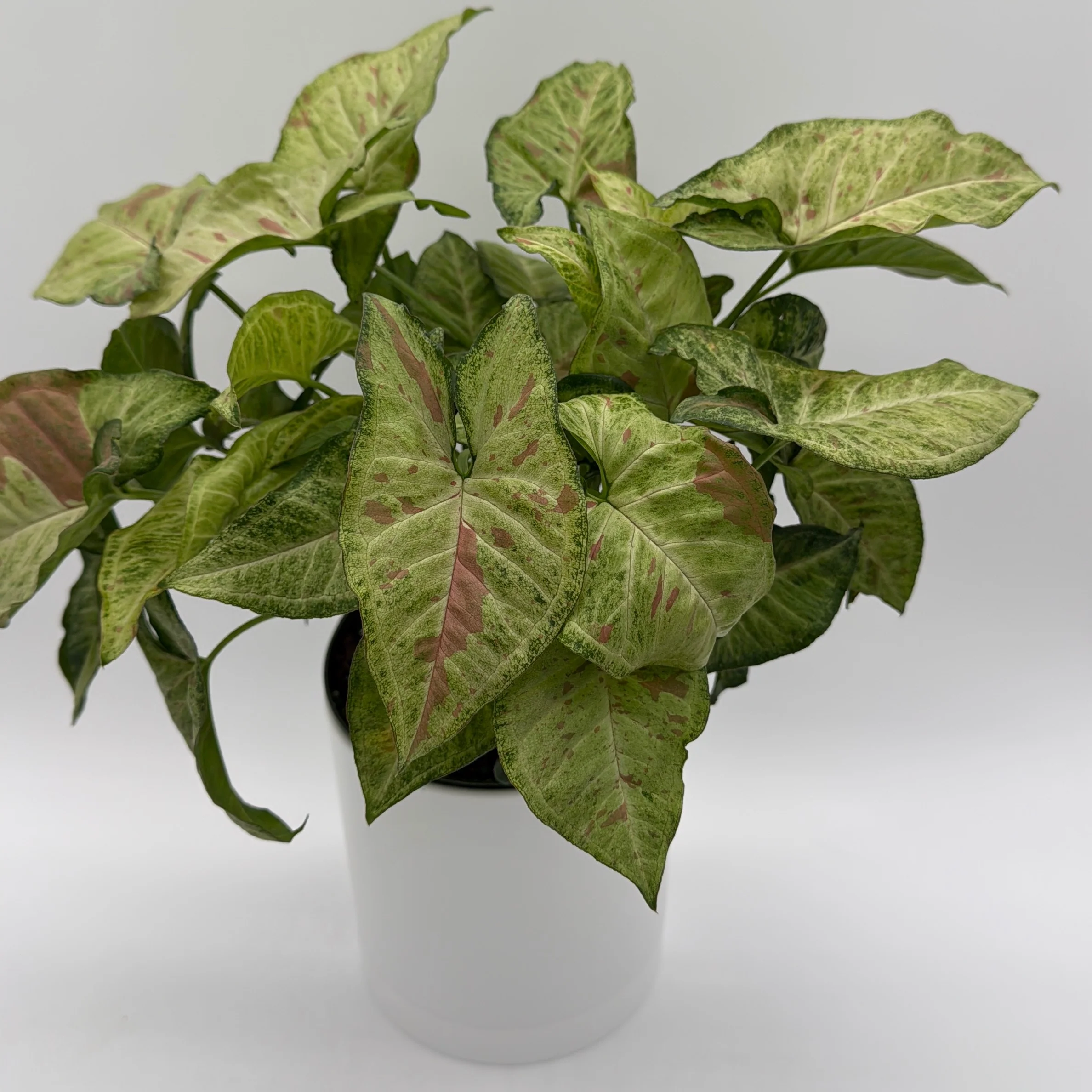 Syngonium Pink Confetti - Image 2