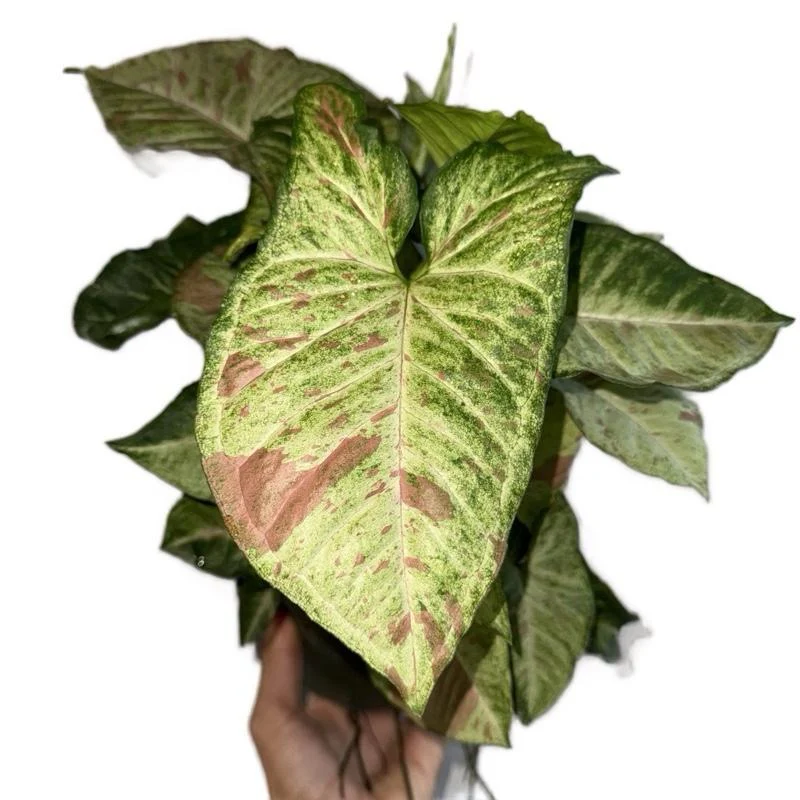 Syngonium Pink Confetti - Image 4