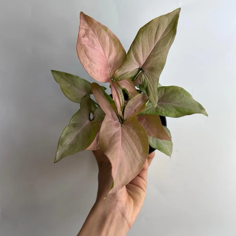 Syngonium Pink Perfection - Image 3