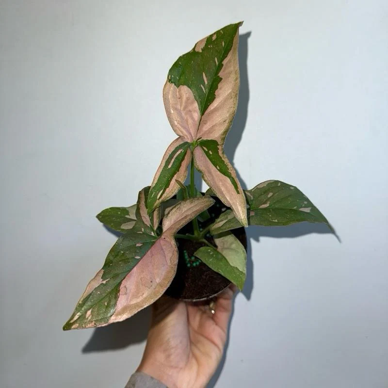 Syngonium Pink Splash - Image 3