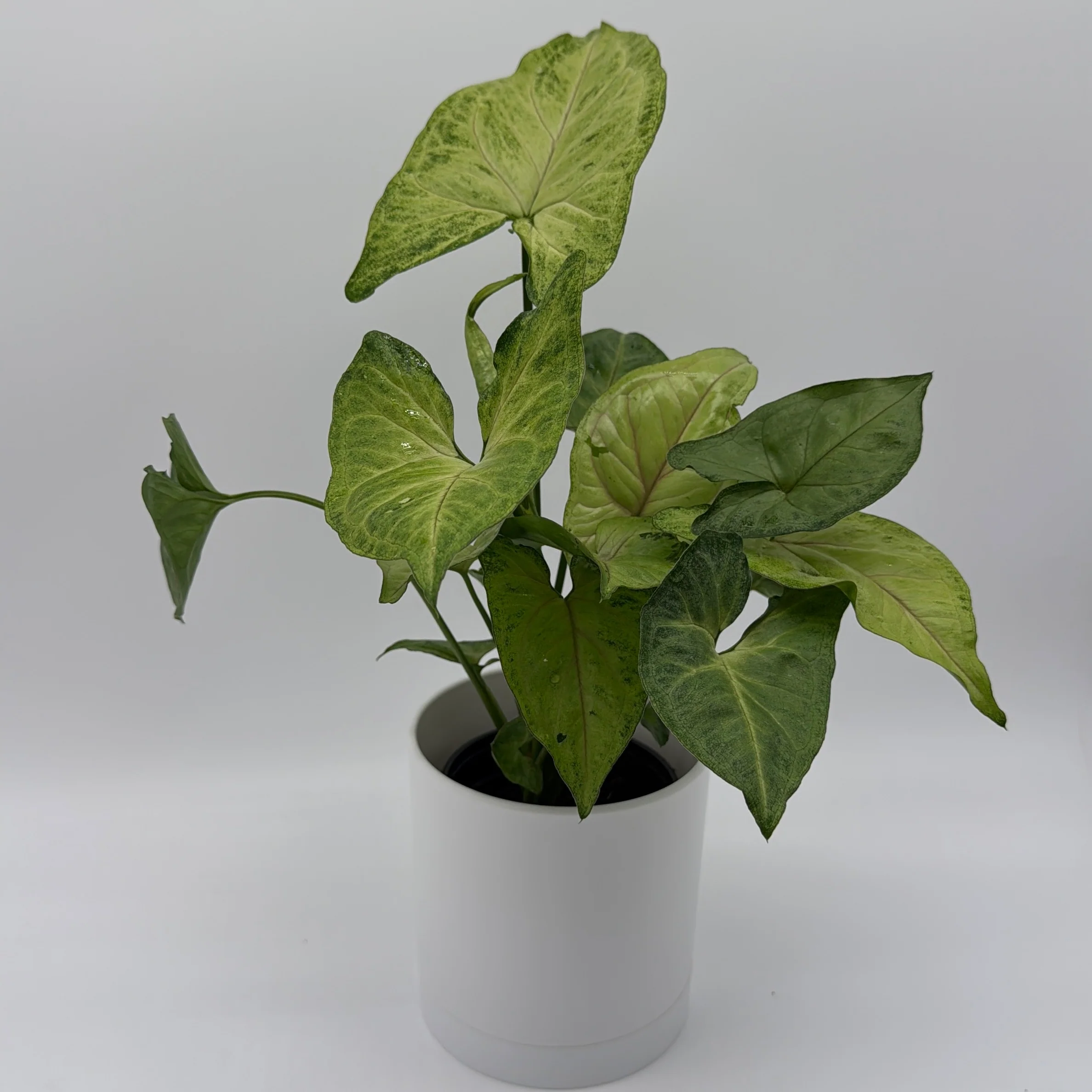 Syngonium Pink Vein - Image 2