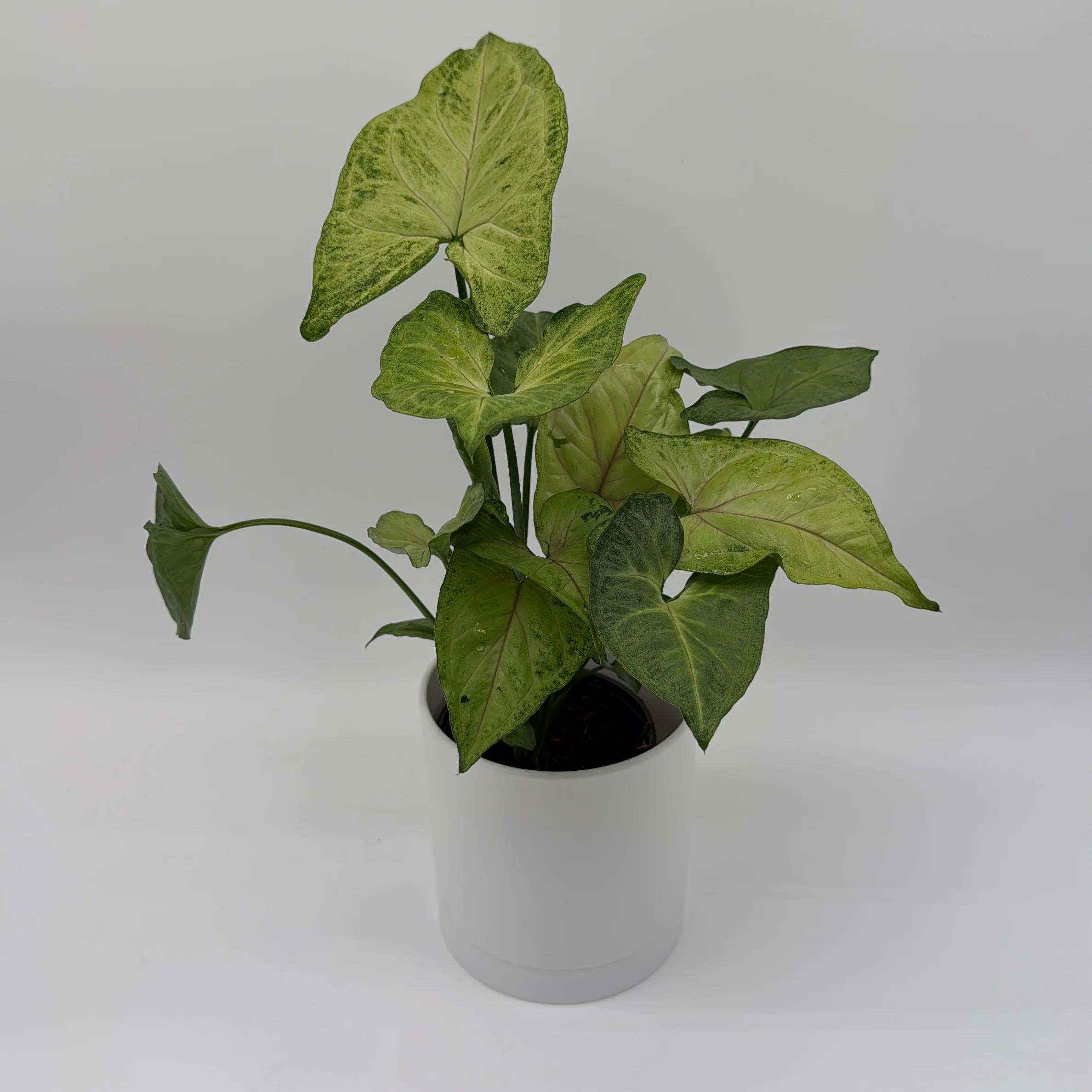 Syngonium Pink Vein - Image 3