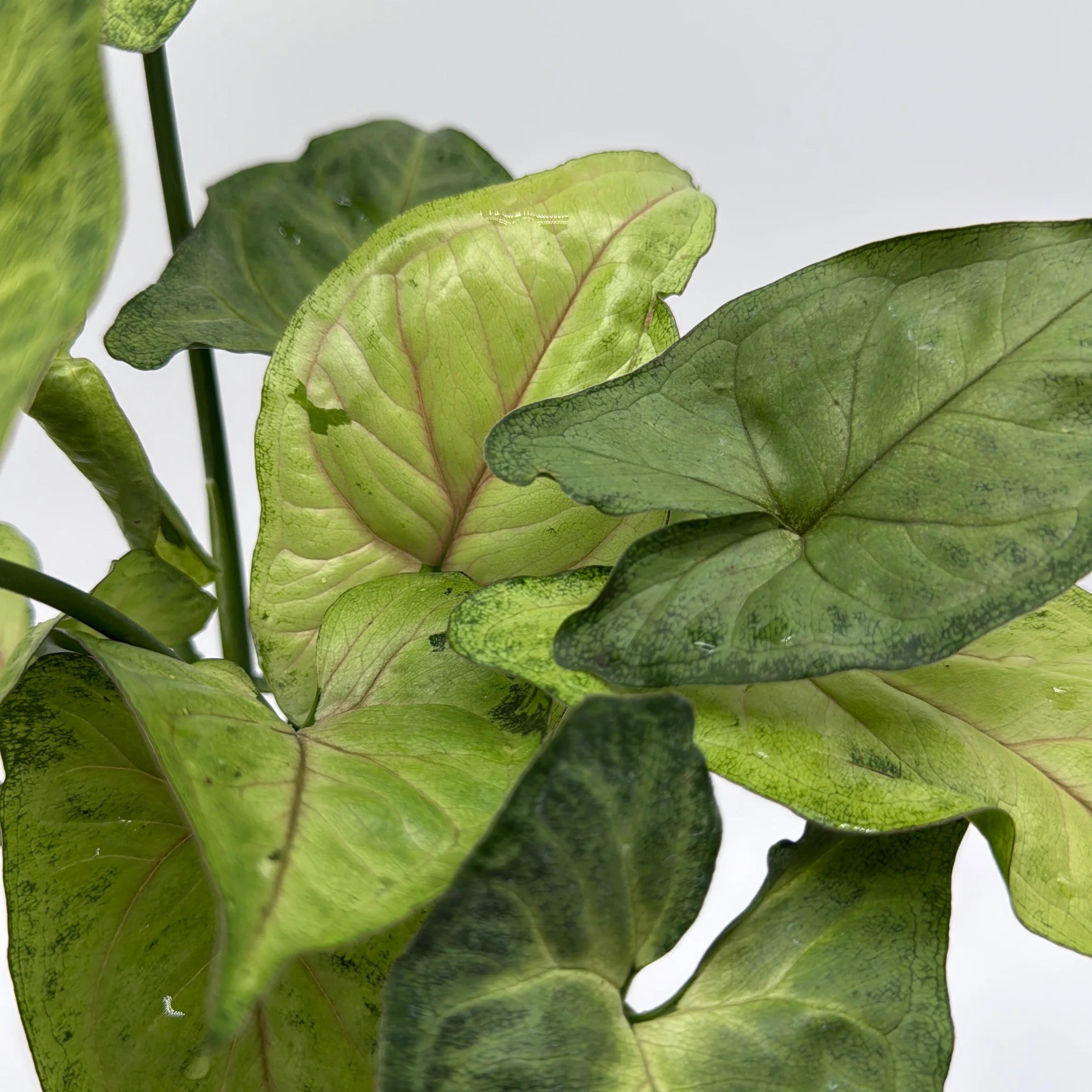 Syngonium Pink Vein - Image 4