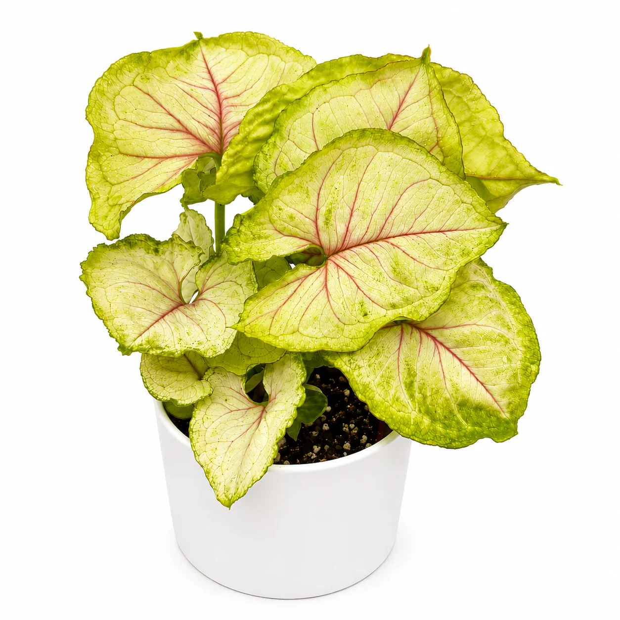 Syngonium Podophyllum ‘Kiwi’