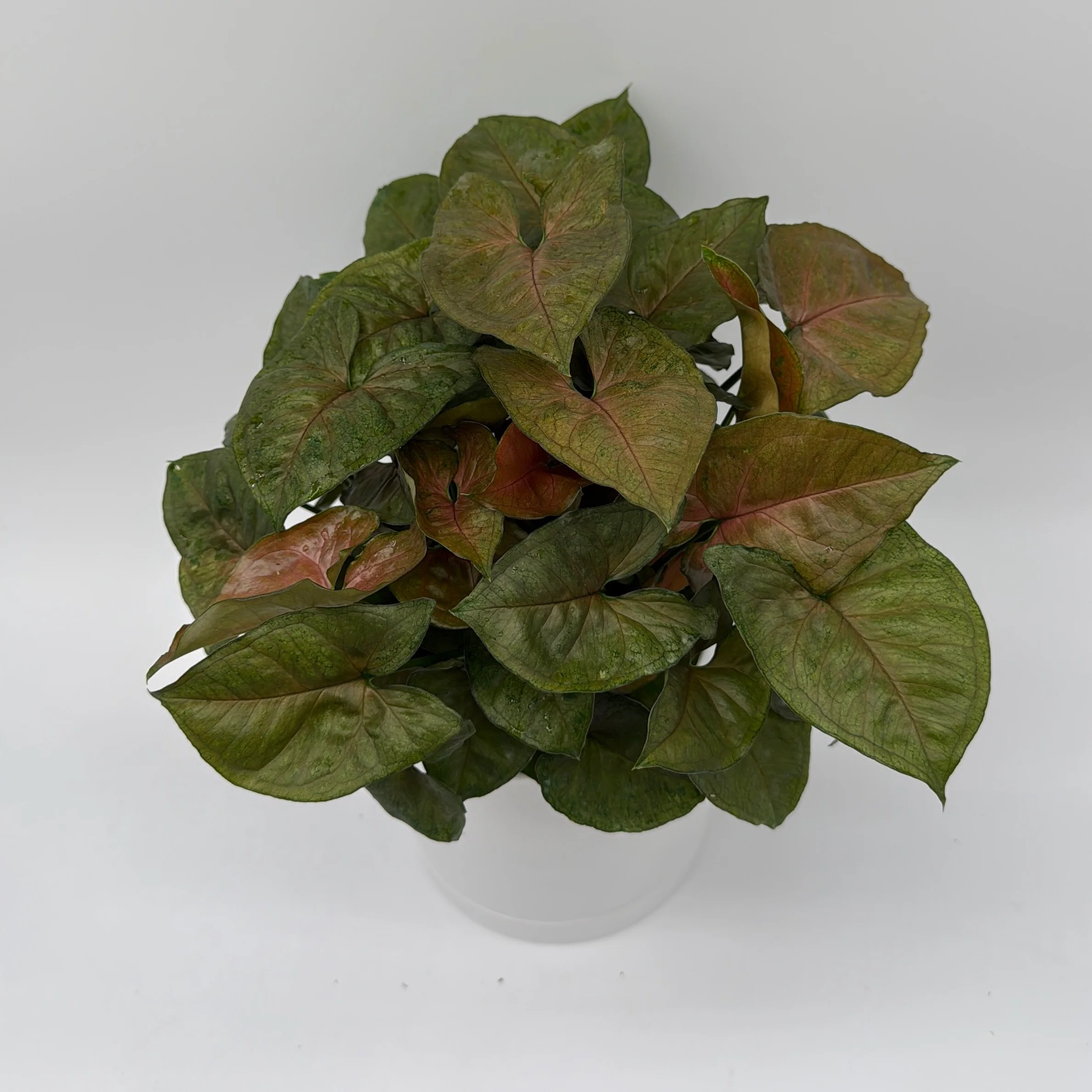 Syngonium Podophyllum 'Maria Allusion' - Image 2
