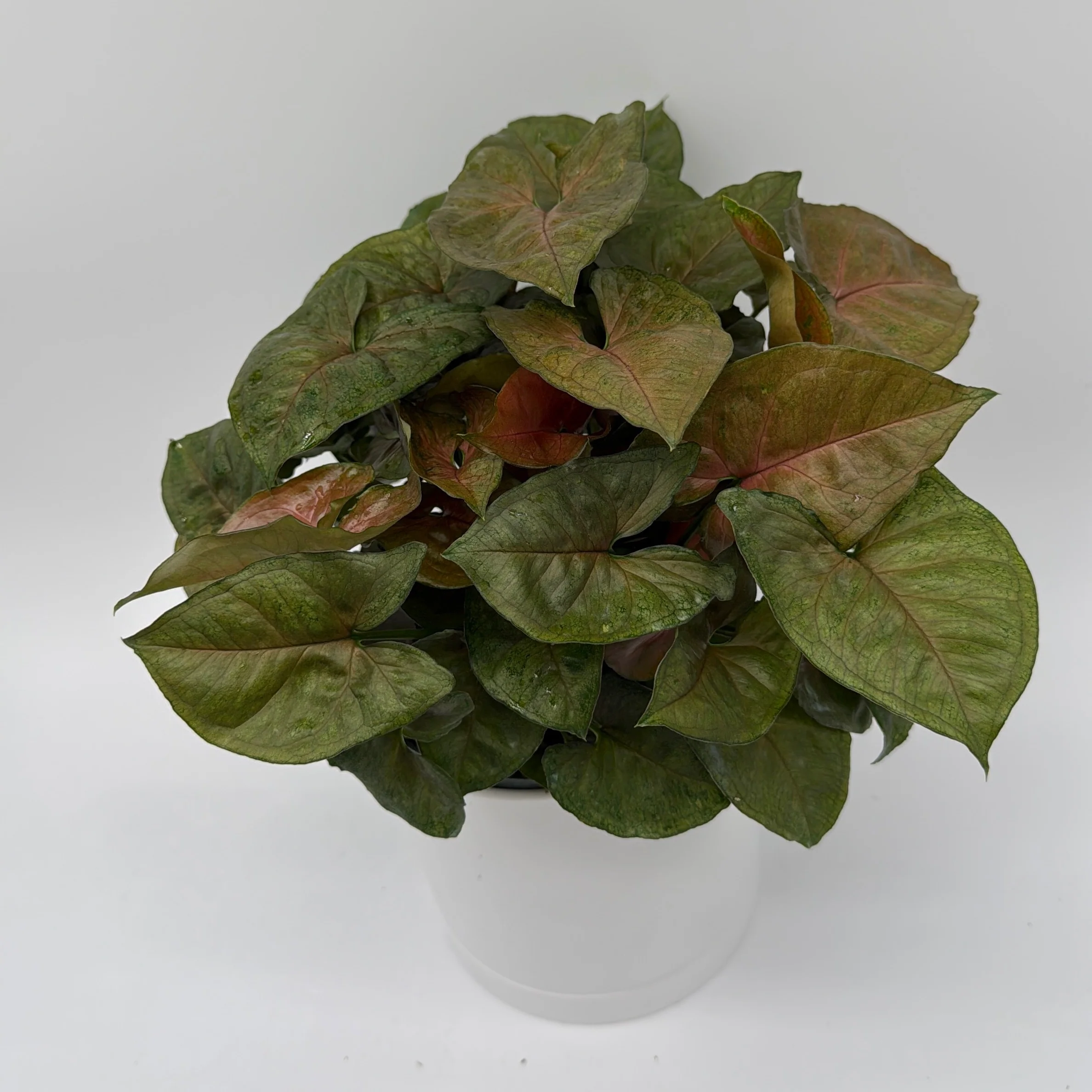 Syngonium Podophyllum 'Maria Allusion' - Image 3