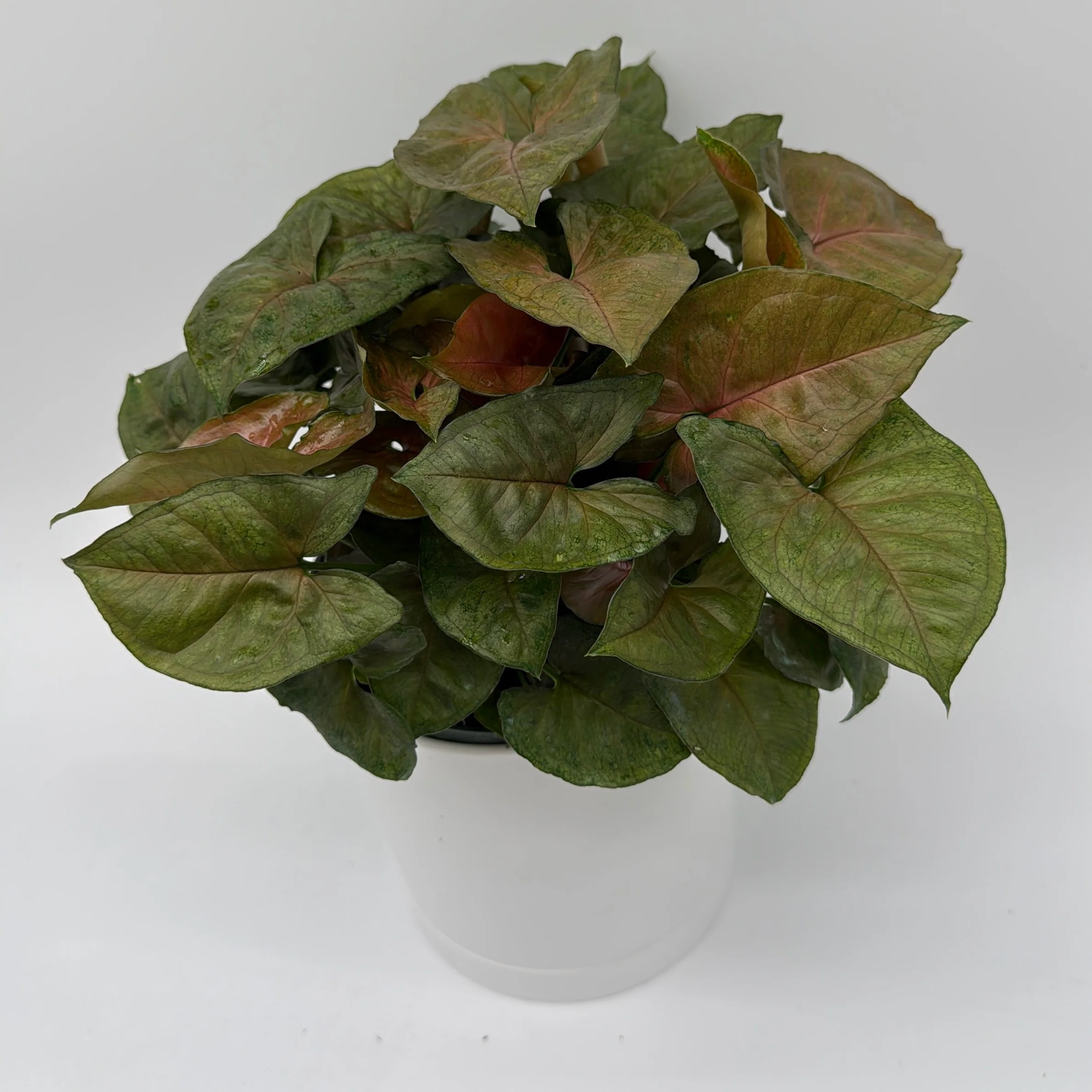 Syngonium Podophyllum 'Maria Allusion' - Image 4