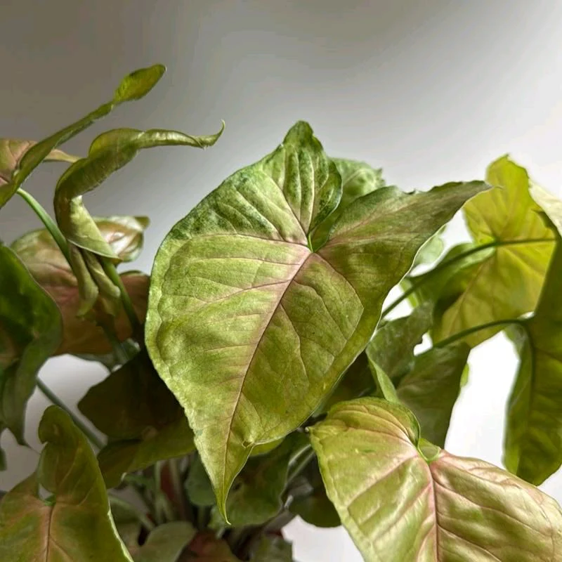 Syngonium Podophyllum 'Maria Allusion' - Image 5