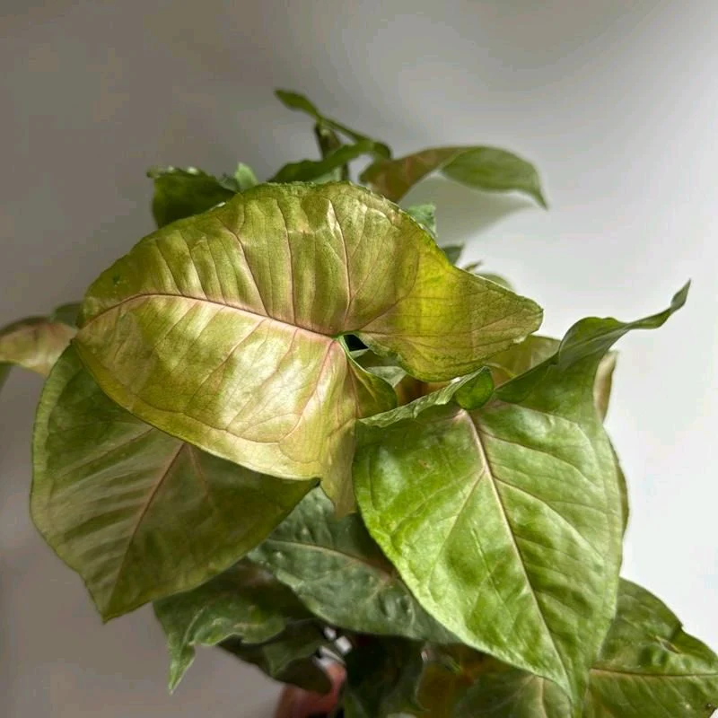 Syngonium Podophyllum 'Maria Allusion' - Image 6