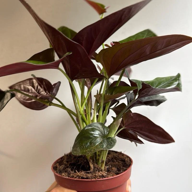 Syngonium Red Arrow - Image 2