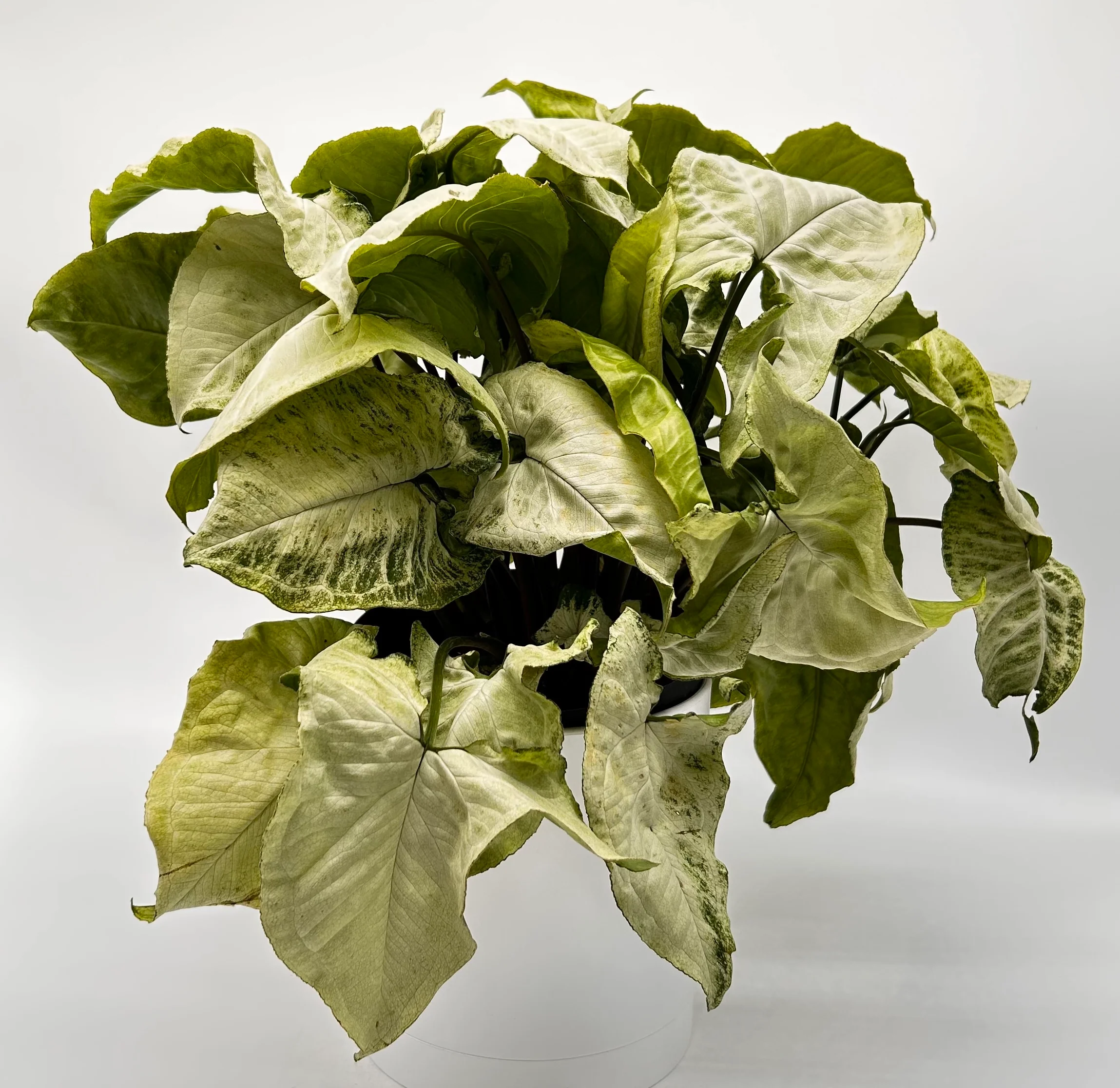 Syngonium ‘Snow White’ - Image 2