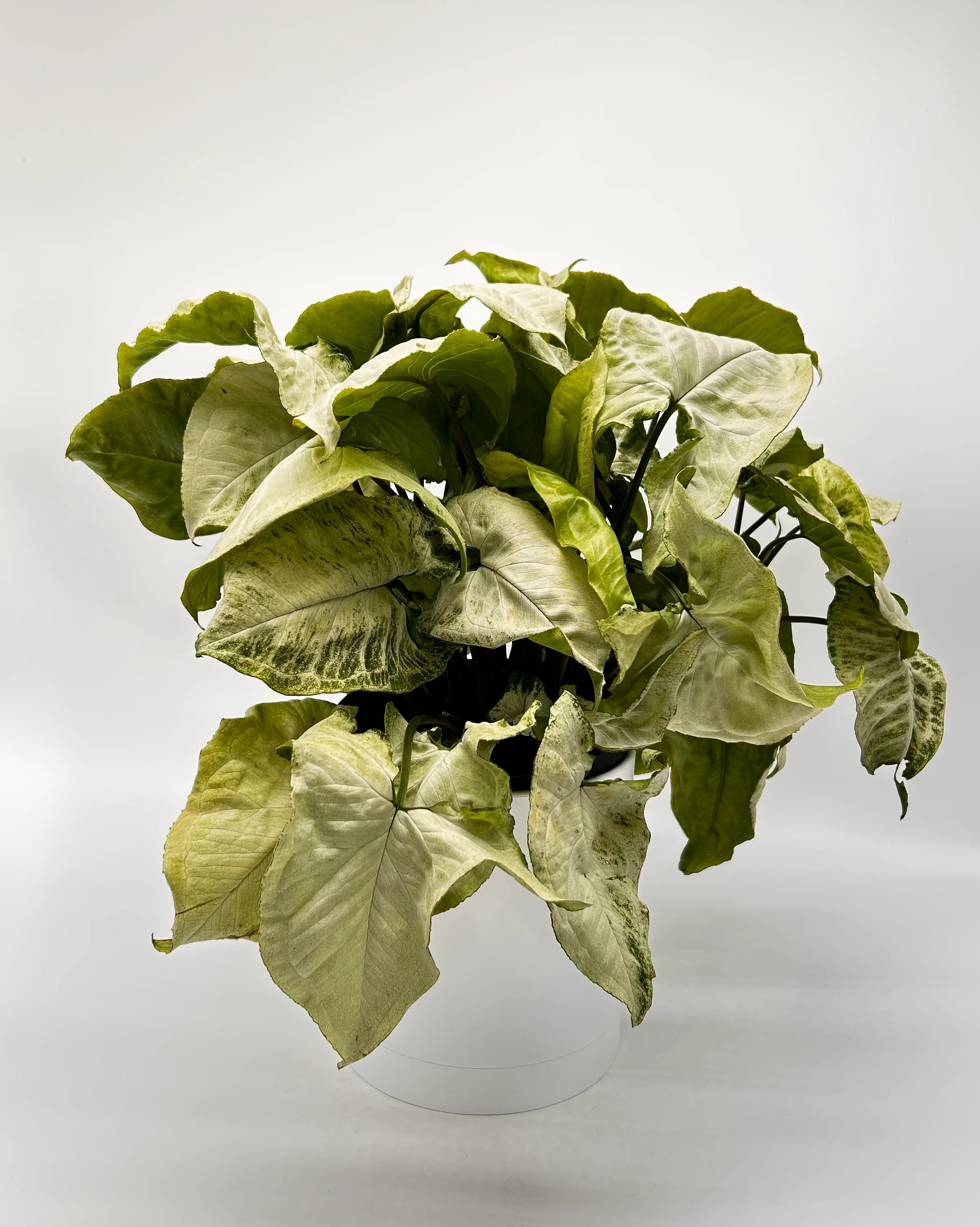 Syngonium ‘Snow White’ - Image 3
