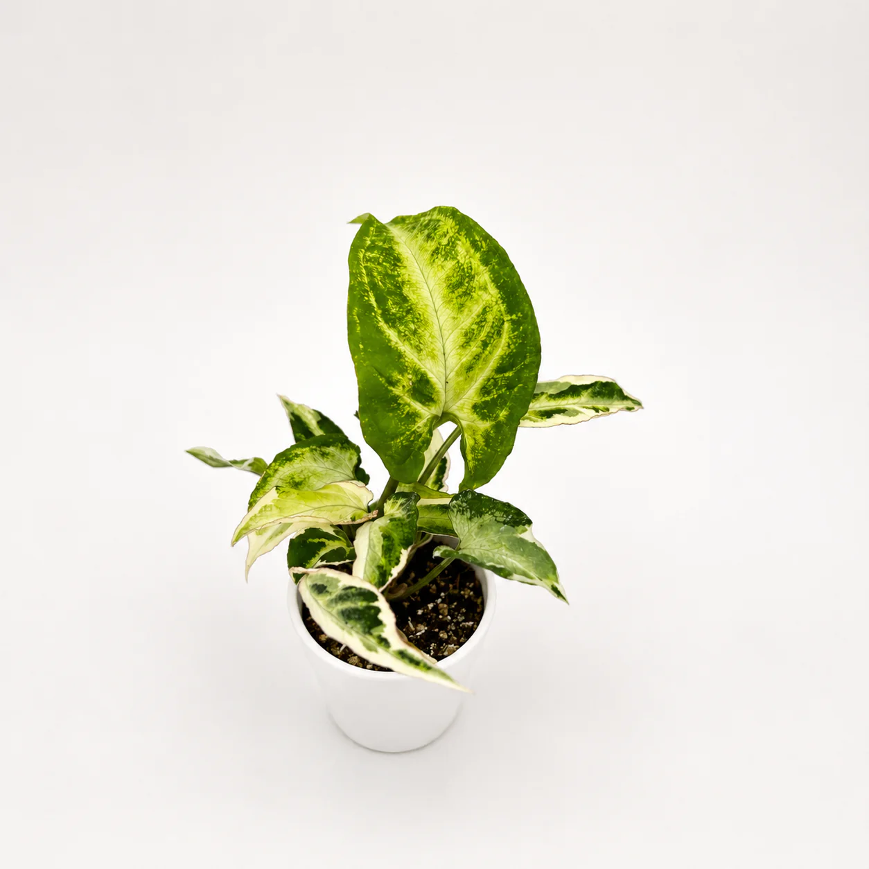 Syngonium Starlite - Image 3