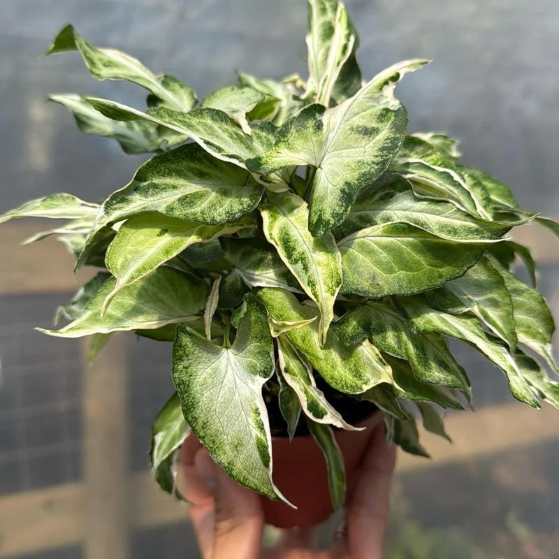 Syngonium Starlite - Image 5