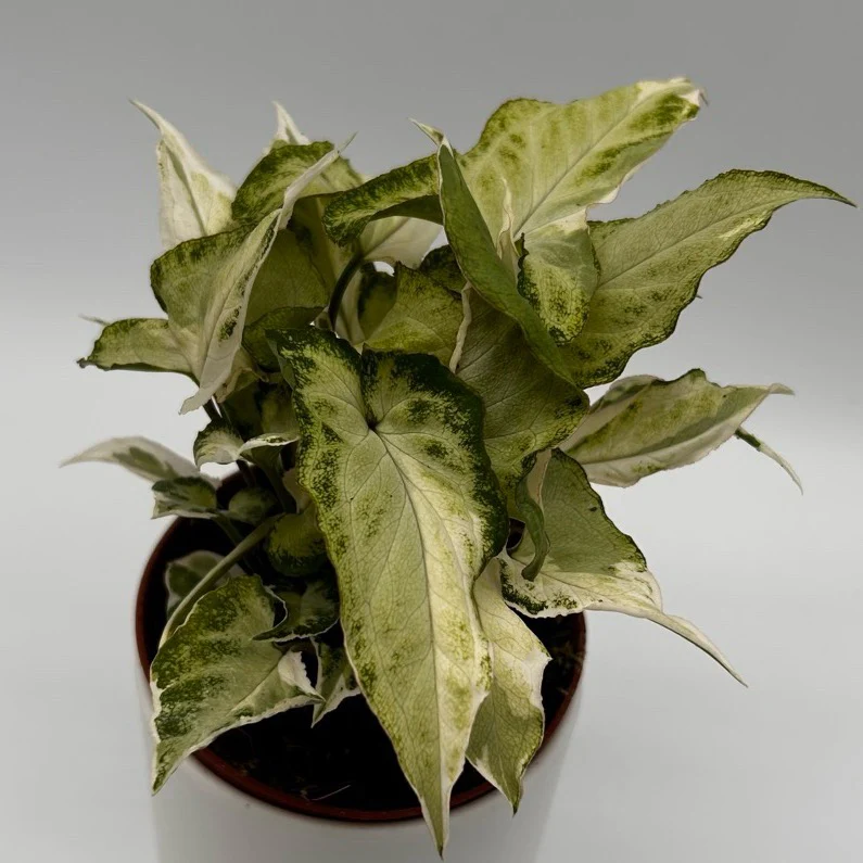 Syngonium Starlite - Image 6