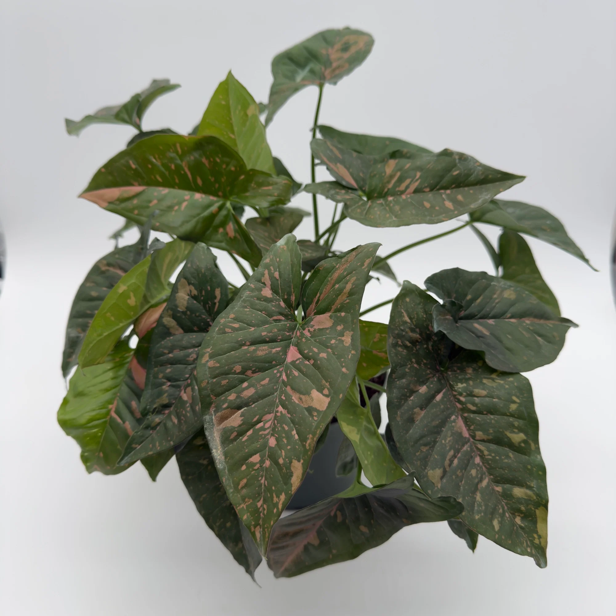 Syngonium Thai Pink Splash - Image 2