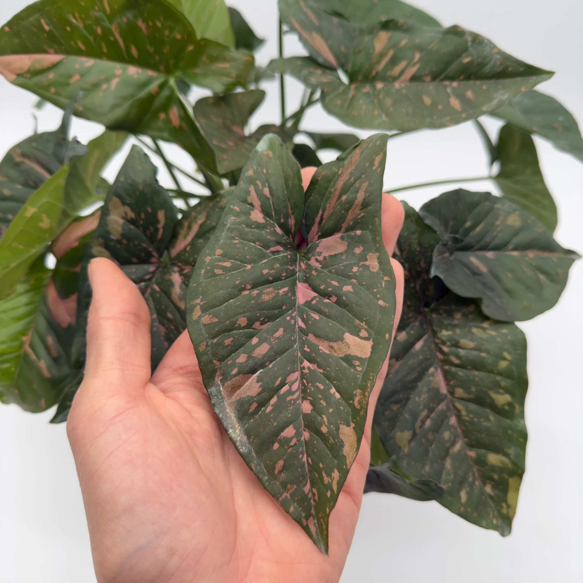Syngonium Thai Pink Splash - Image 3