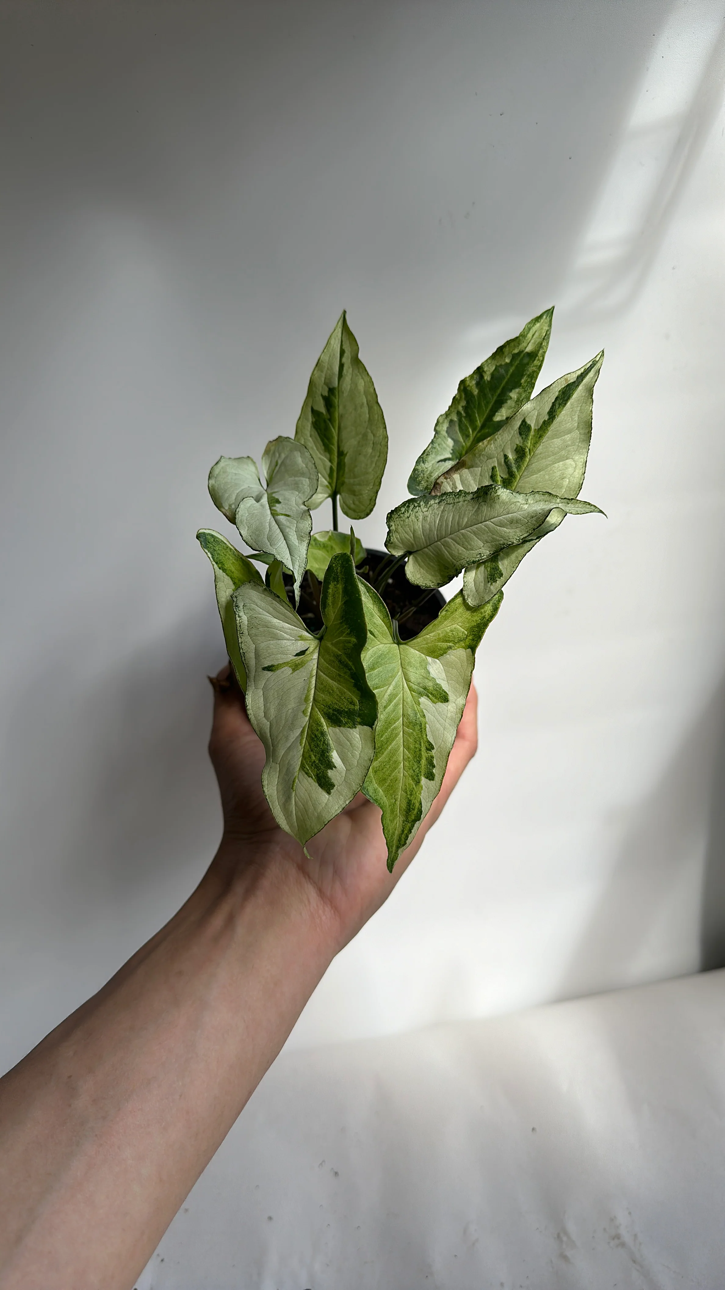 Syngonium 'Three Kings' - Image 2