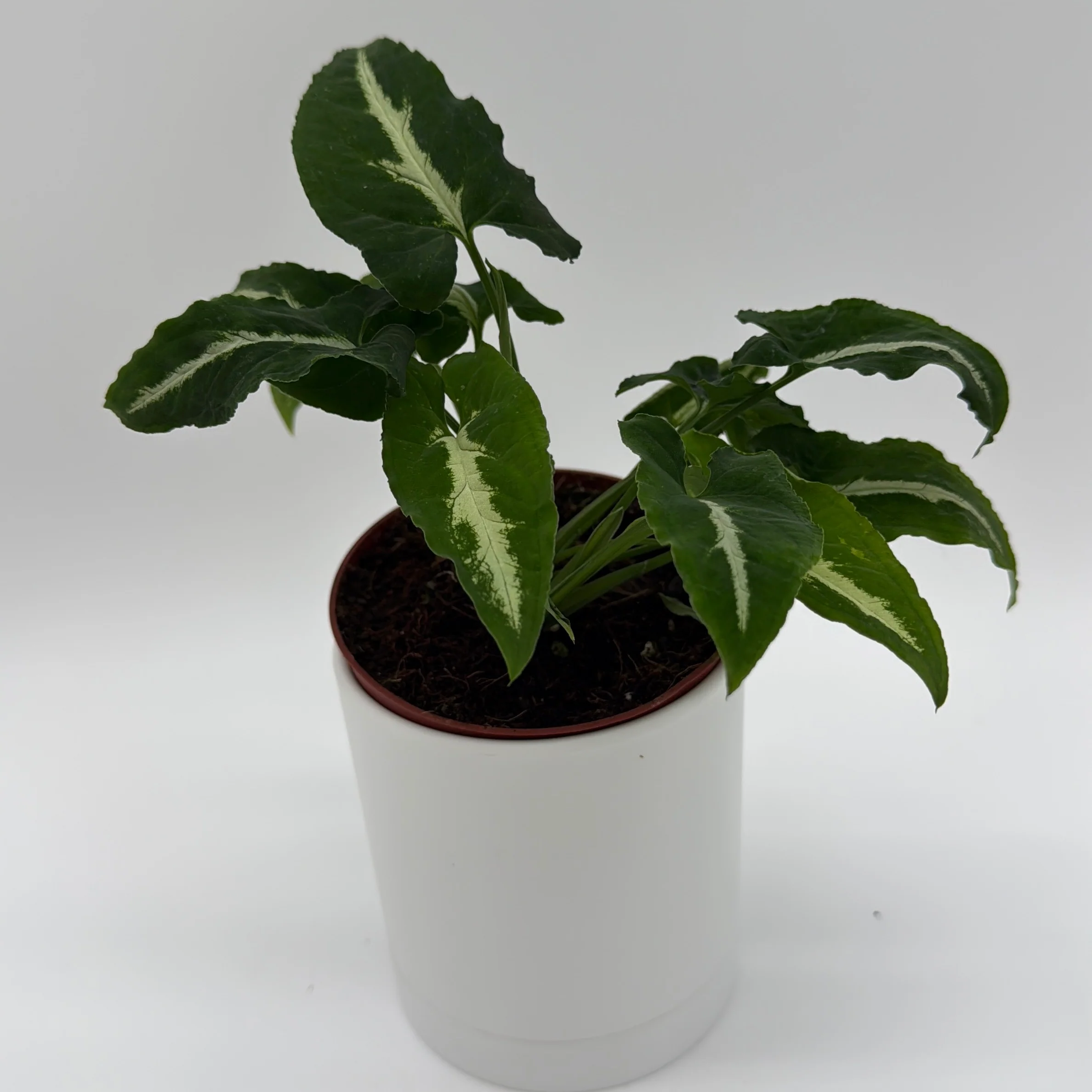 Syngonium Wendlandii - Image 2