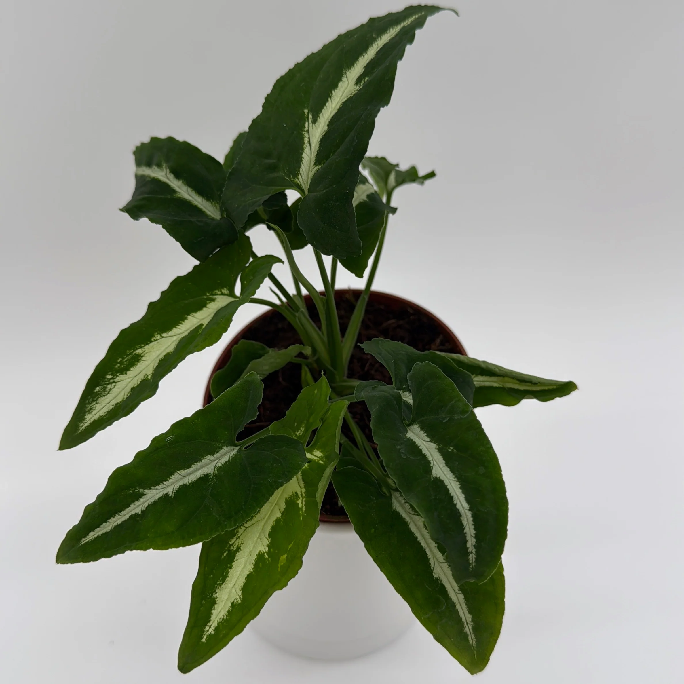 Syngonium Wendlandii - Image 3