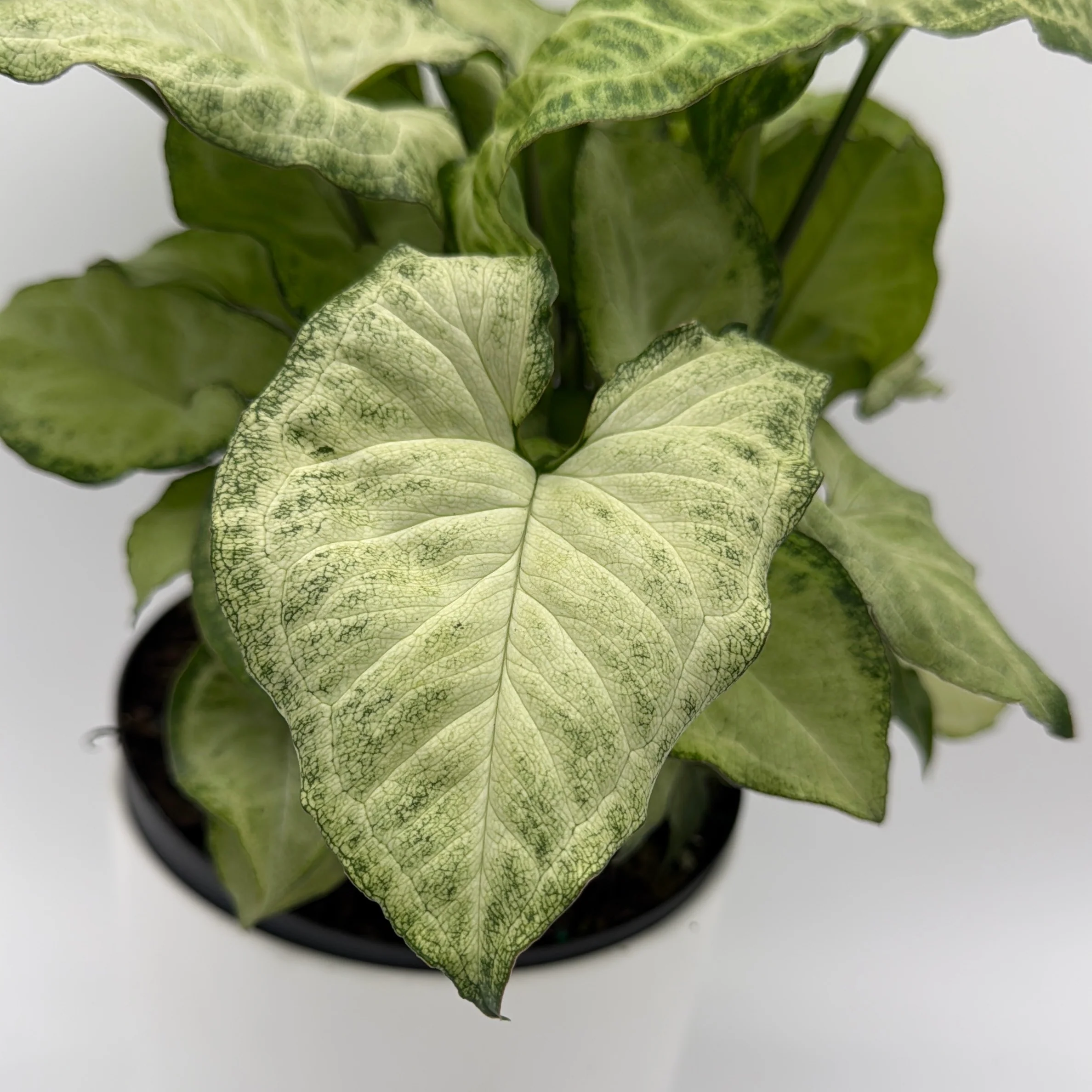 Syngonium White Butterfly - Image 4