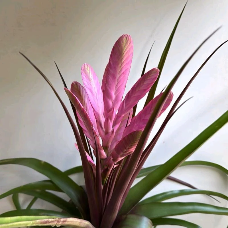 Tillandsia 'Antonio' - Image 2
