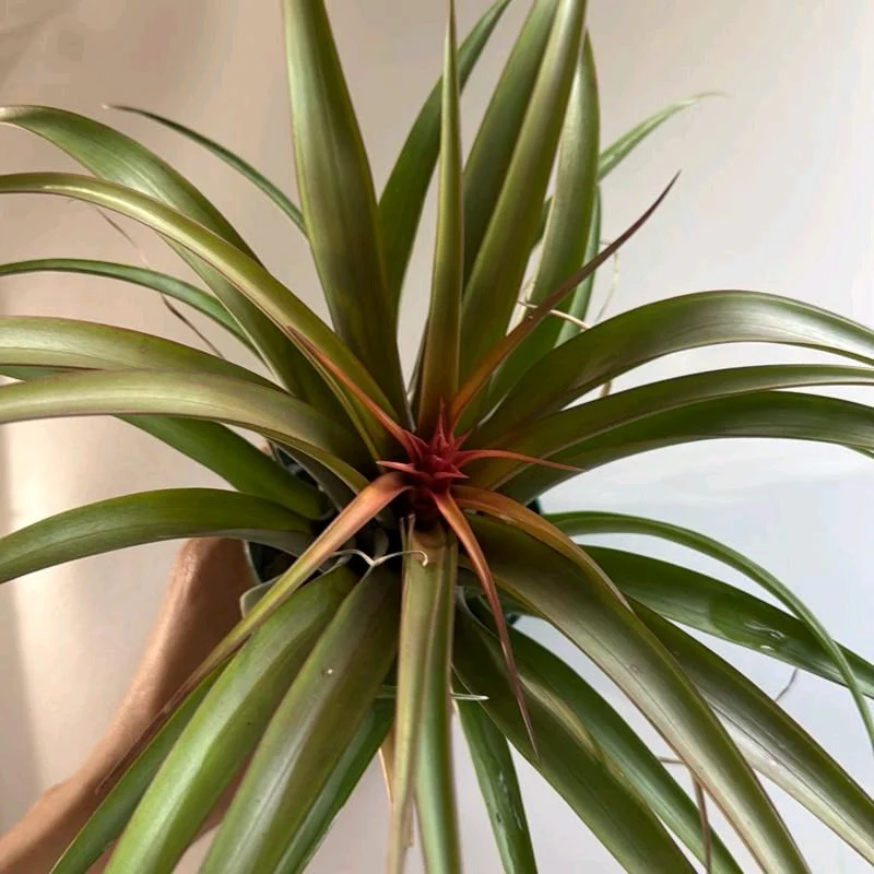 Tillandsia Concolor - Image 2