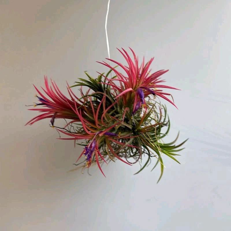 Tillandsia Ionantha 'Fuego' - Image 2