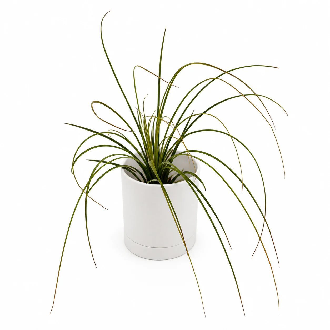 Tillandsia Juncea