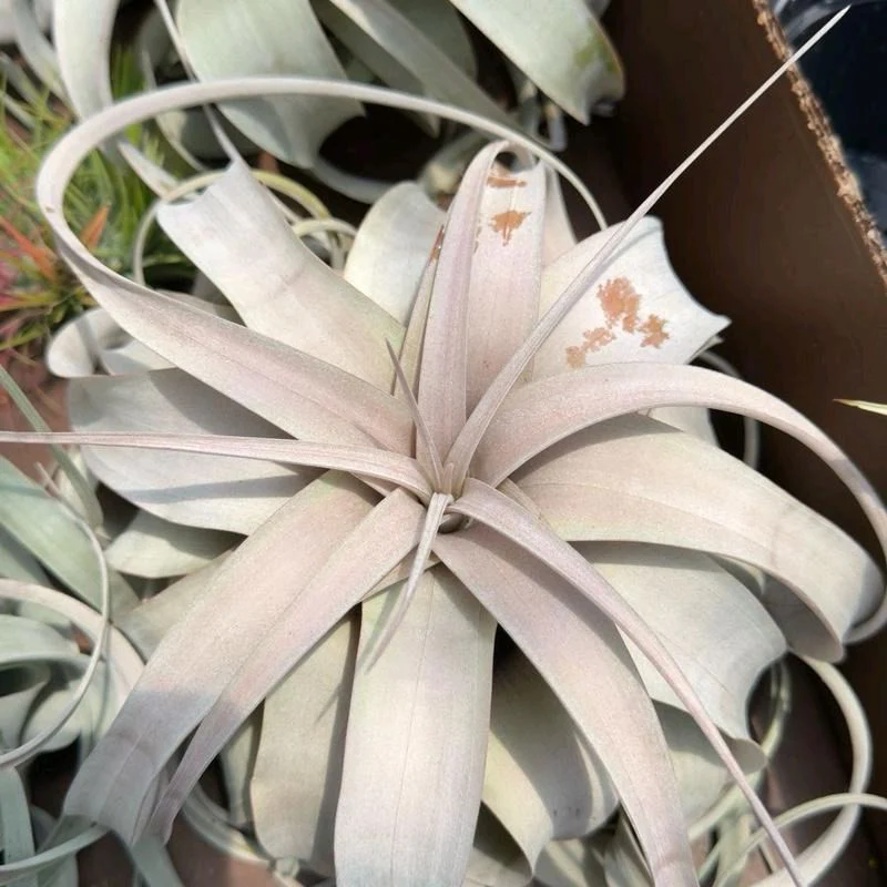 Tillandsia Xerographica - Image 3
