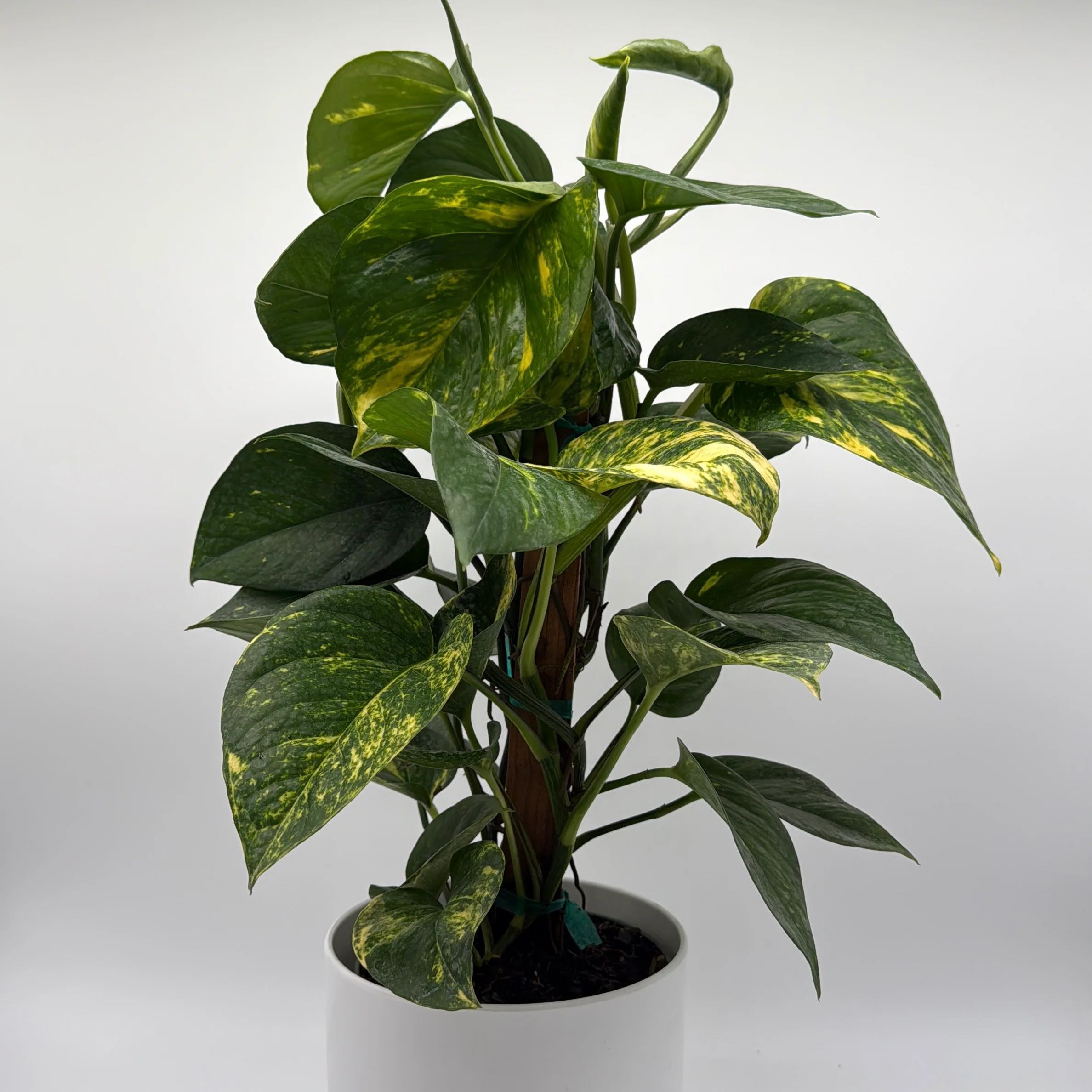 Hawaiian Pothos - Image 3