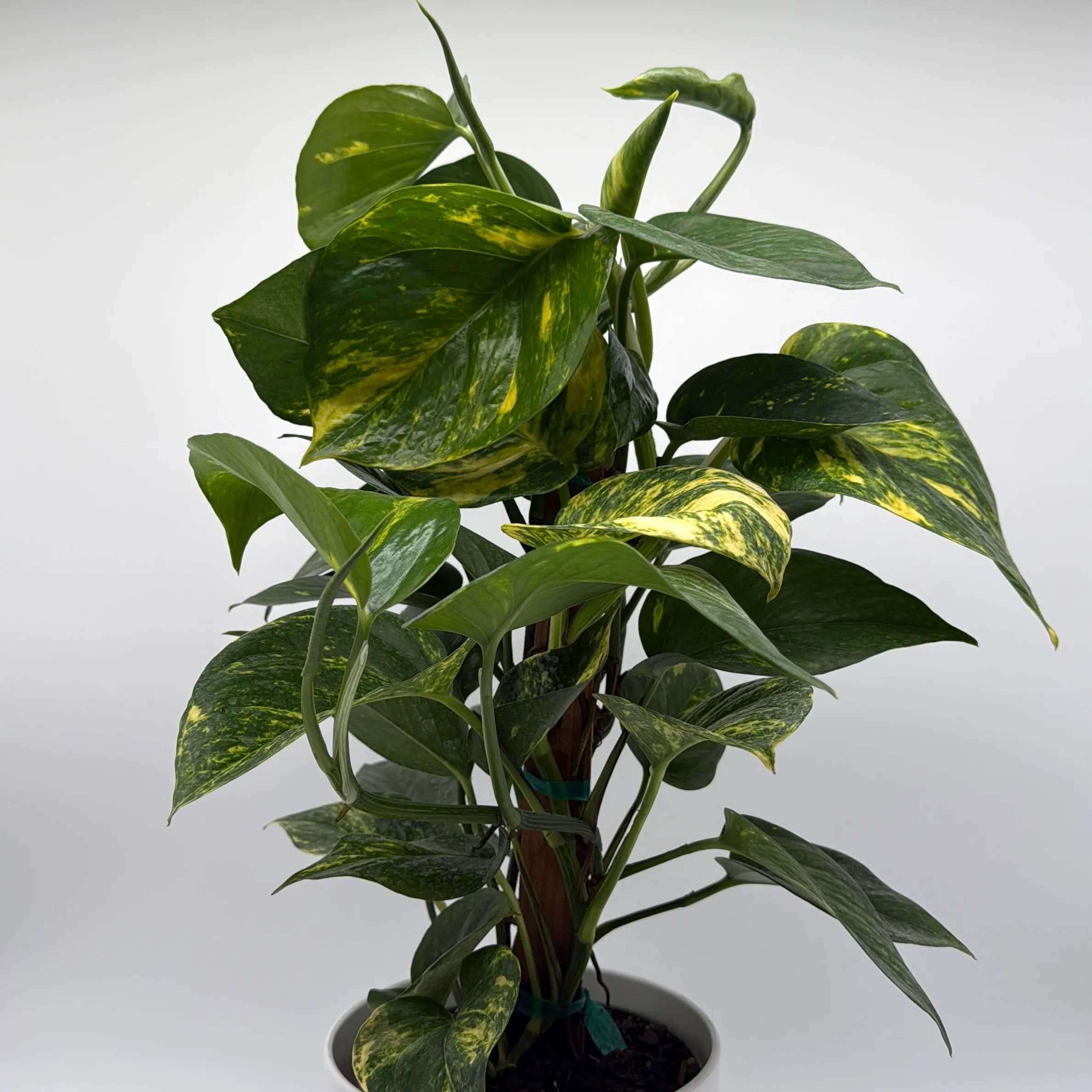 Hawaiian Pothos - Image 4