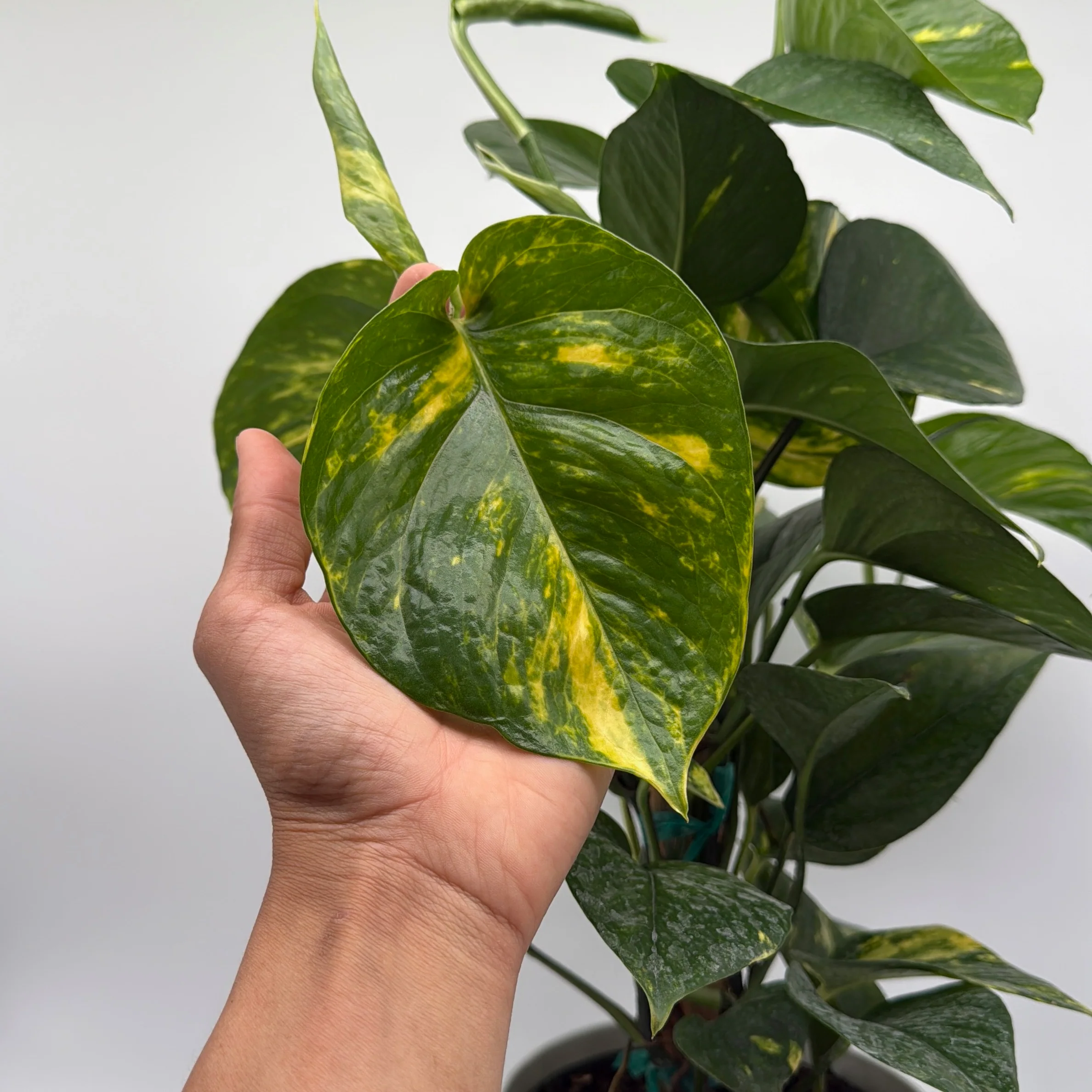 Hawaiian Pothos - Image 5