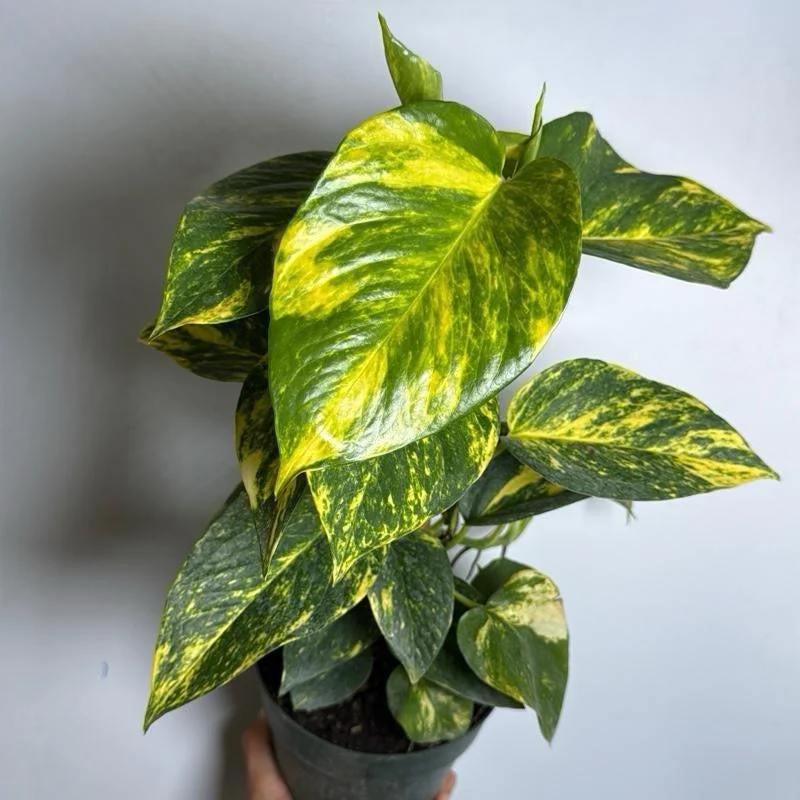 Hawaiian Pothos - Image 6