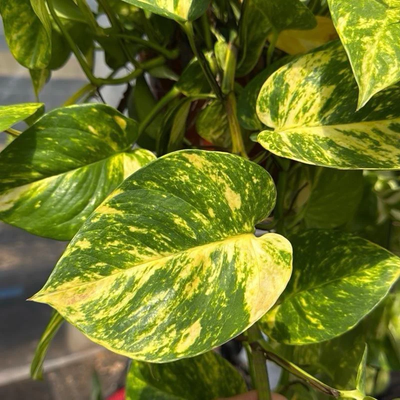 Hawaiian Pothos - Image 7