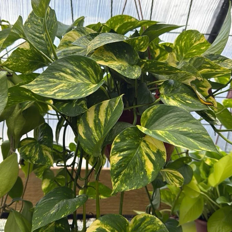 Hawaiian Pothos - Image 8