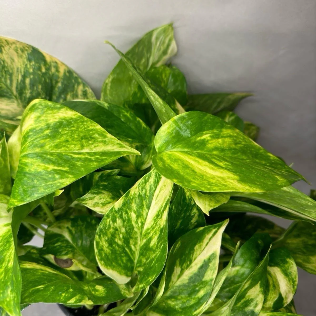 Hawaiian Pothos - Image 9