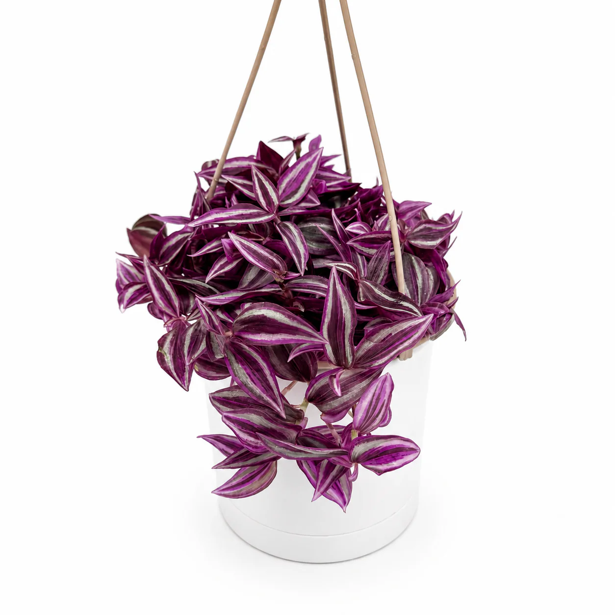 Tradescantia 'Bubble Gum'