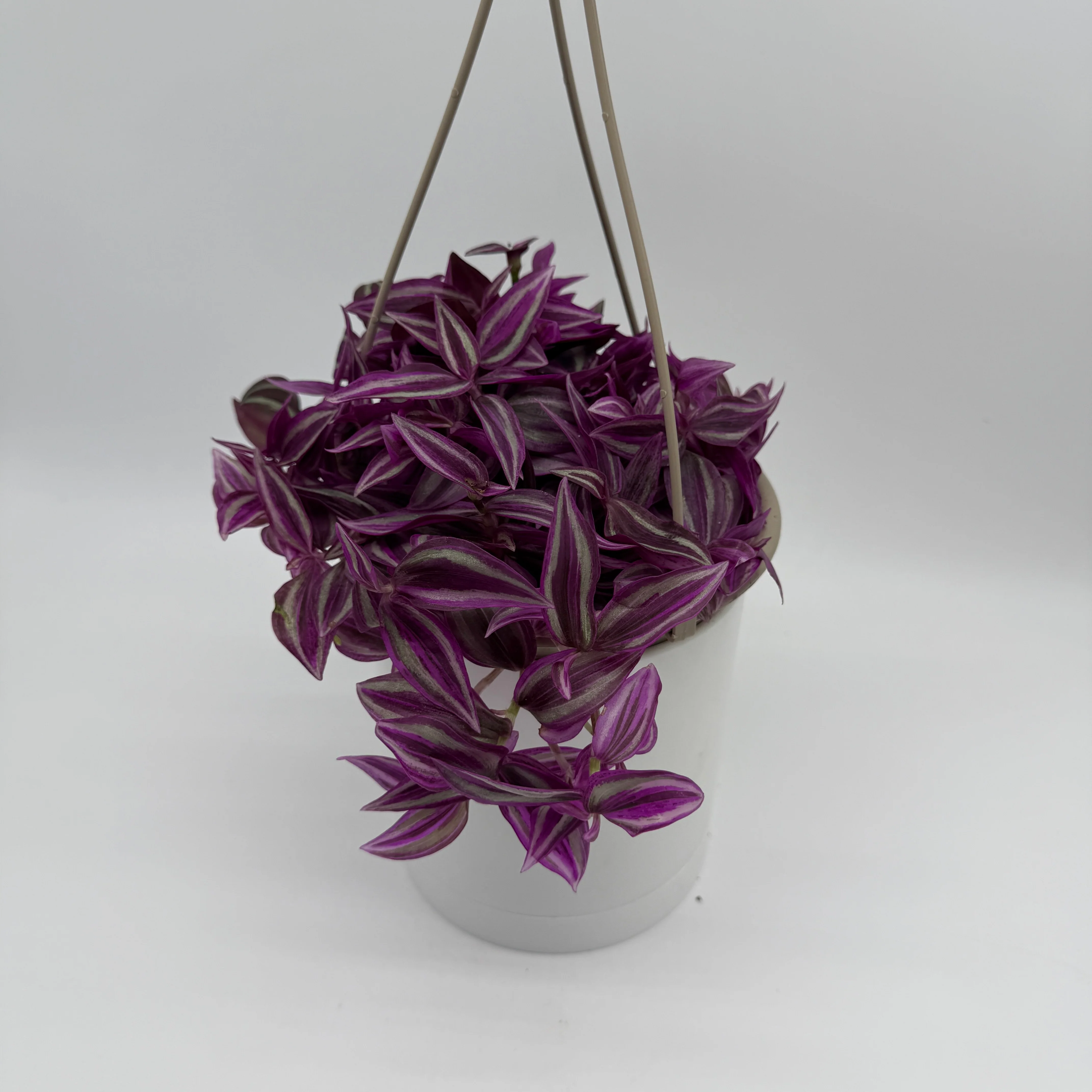 Tradescantia 'Bubble Gum' - Image 3
