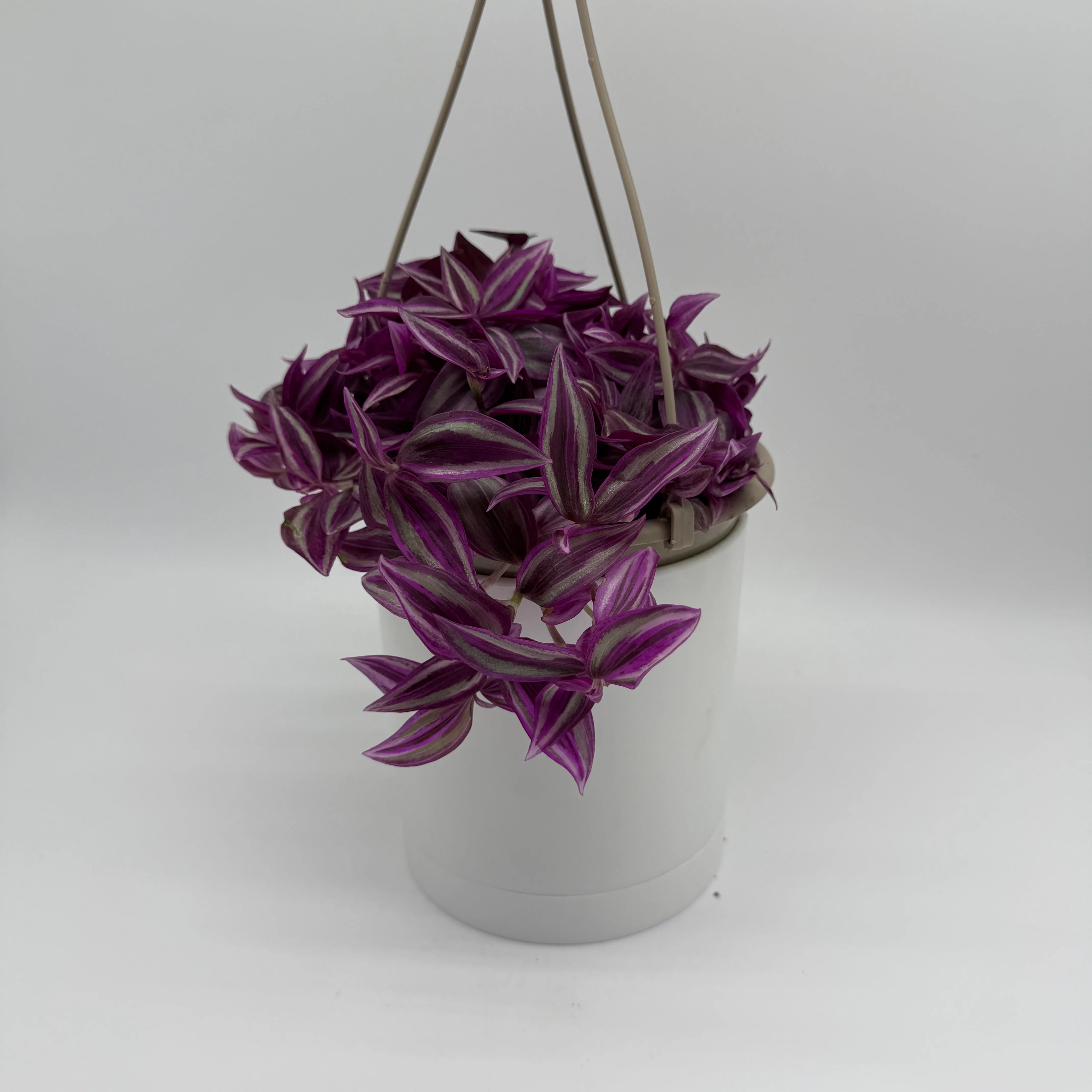 Tradescantia 'Bubble Gum' - Image 4
