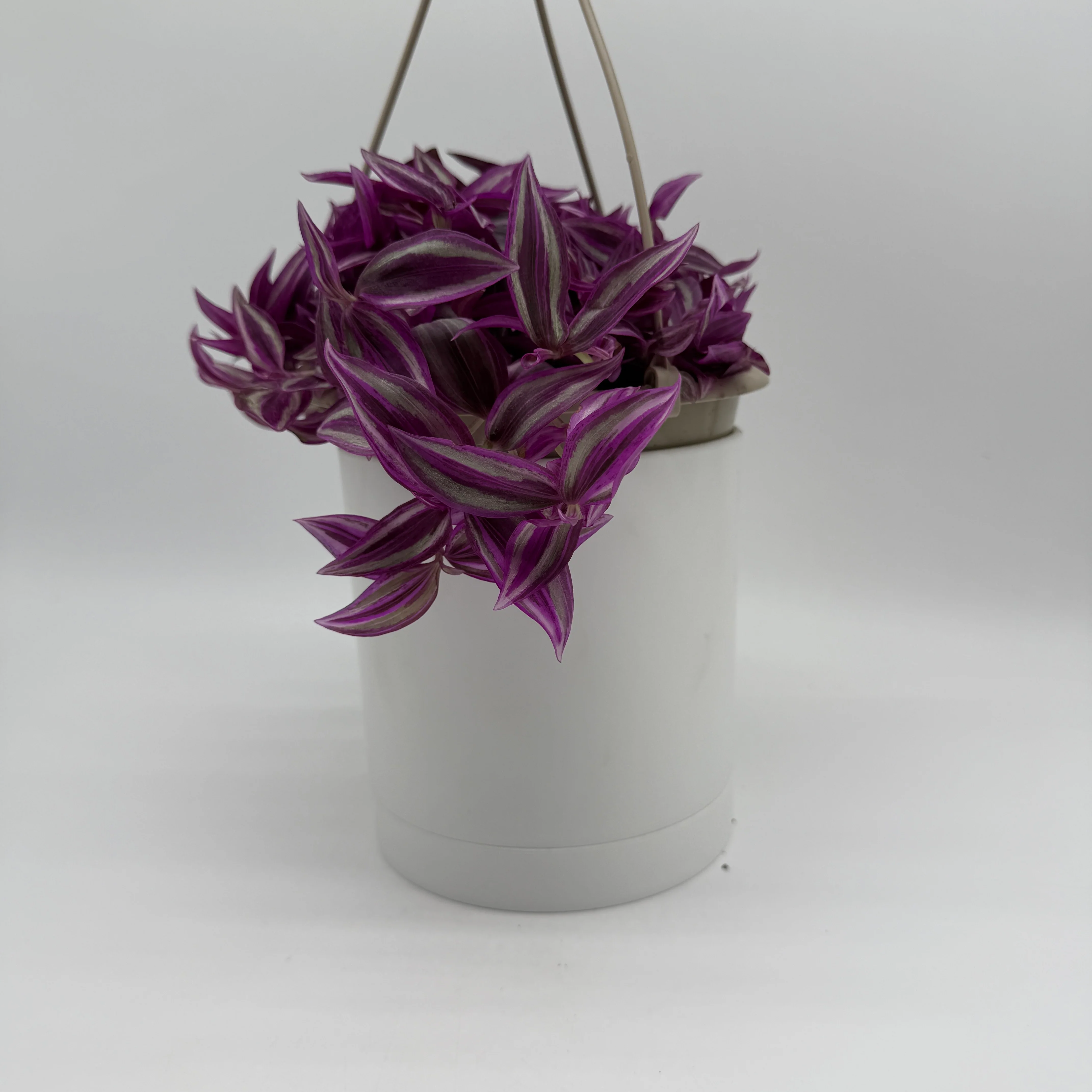 Tradescantia 'Bubble Gum' - Image 5