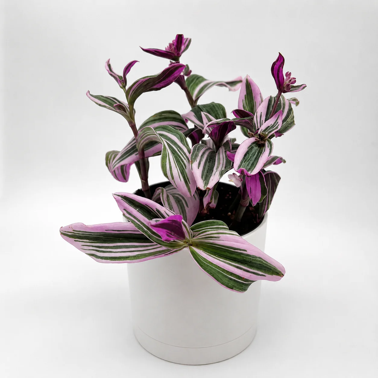 Tradescantia Nanouk