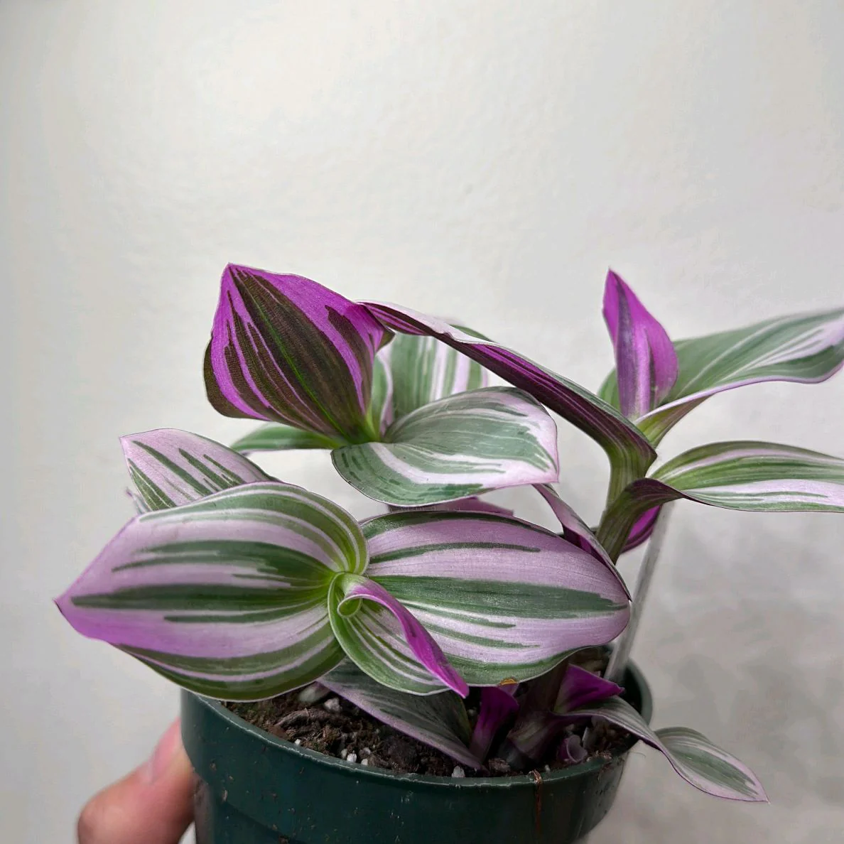 Tradescantia Nanouk - Image 3