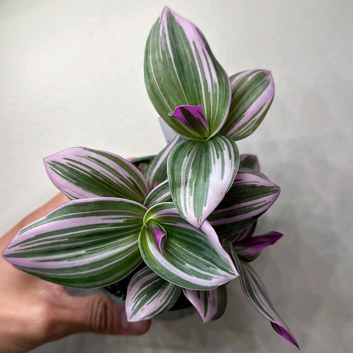 Tradescantia Nanouk - Image 4