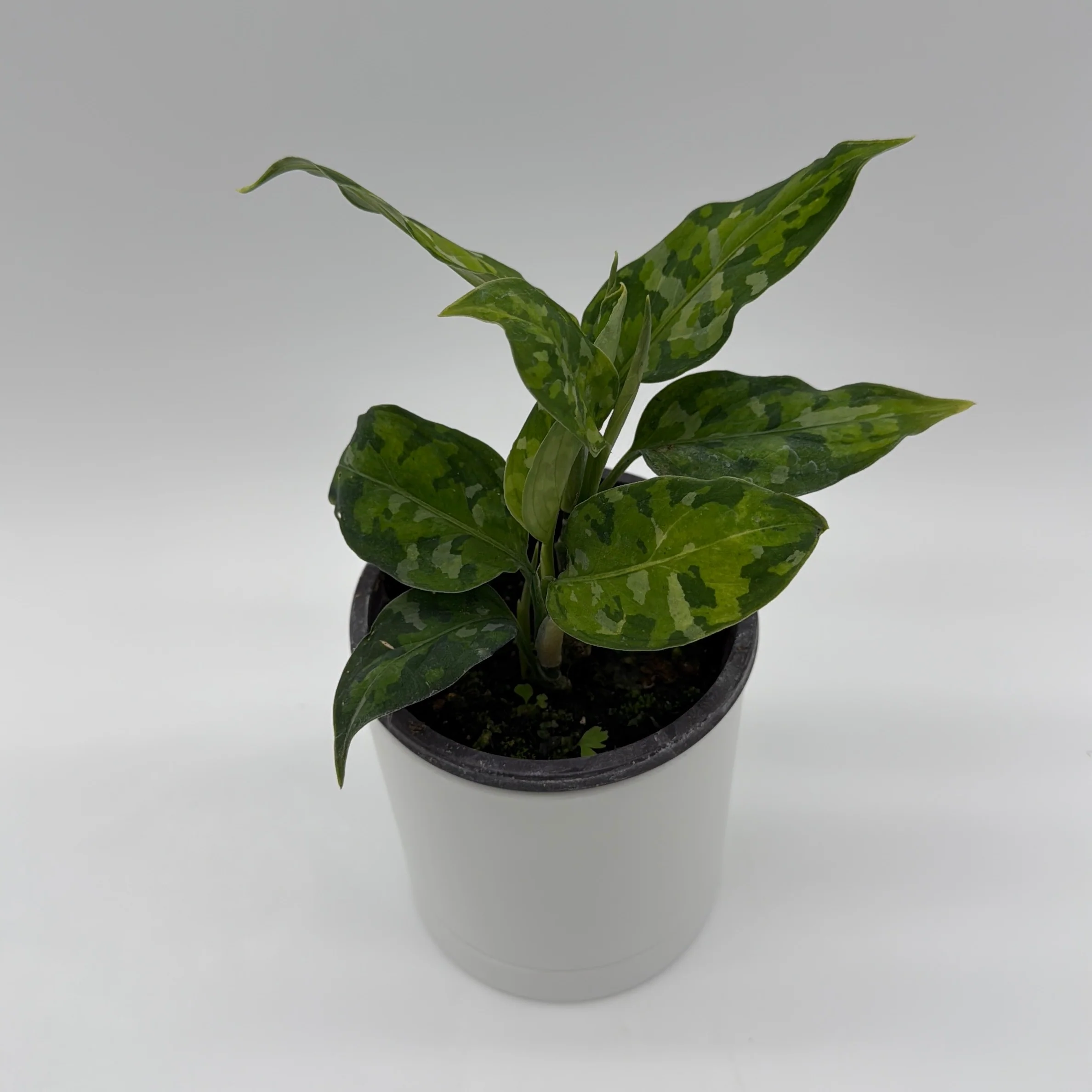 Tricolor Aglaonema Pictum - Image 2