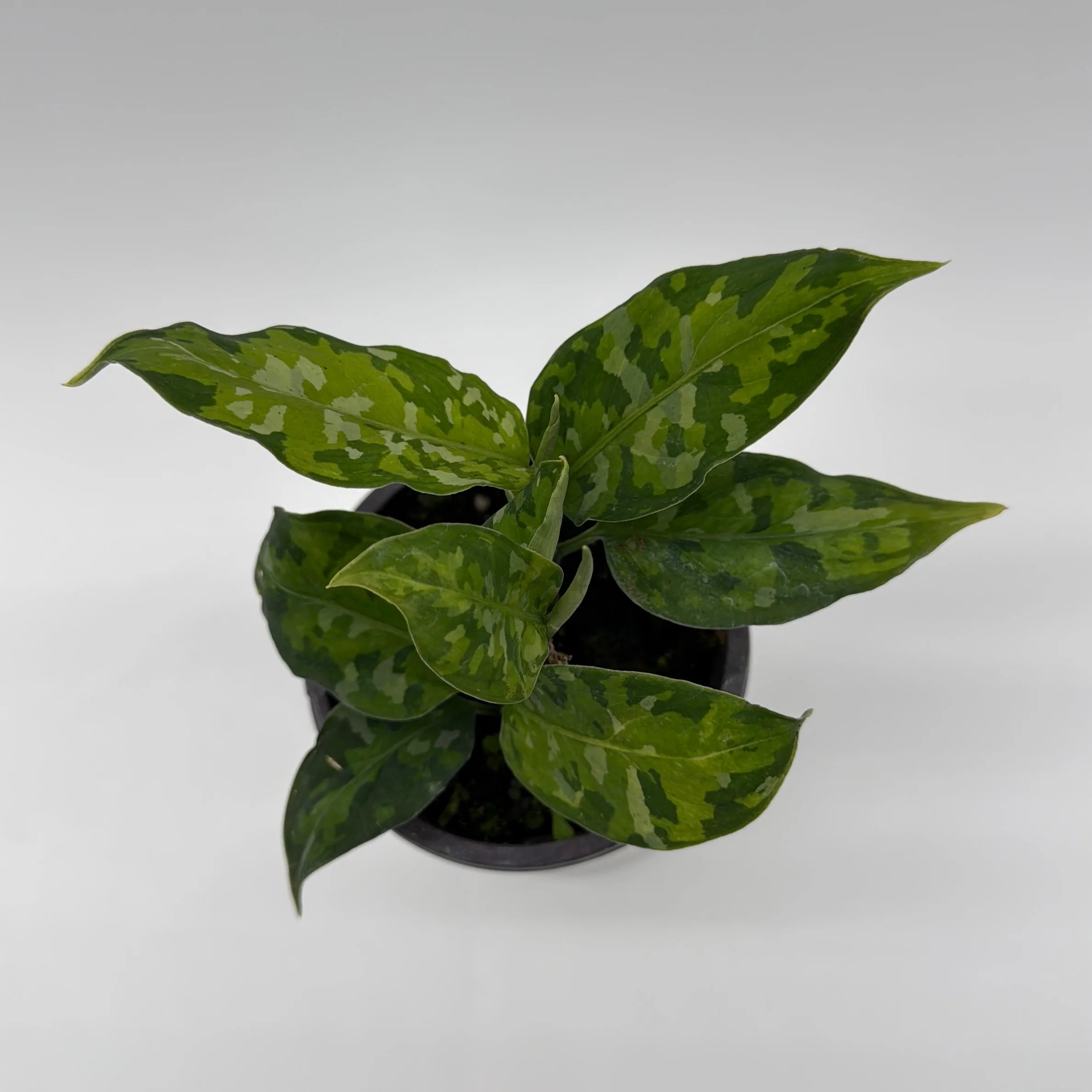 Tricolor Aglaonema Pictum - Image 3