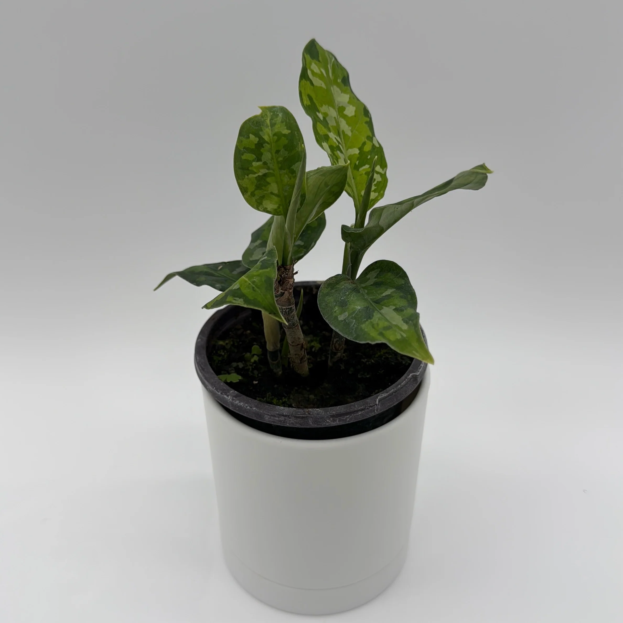 Tricolor Aglaonema Pictum - Image 4