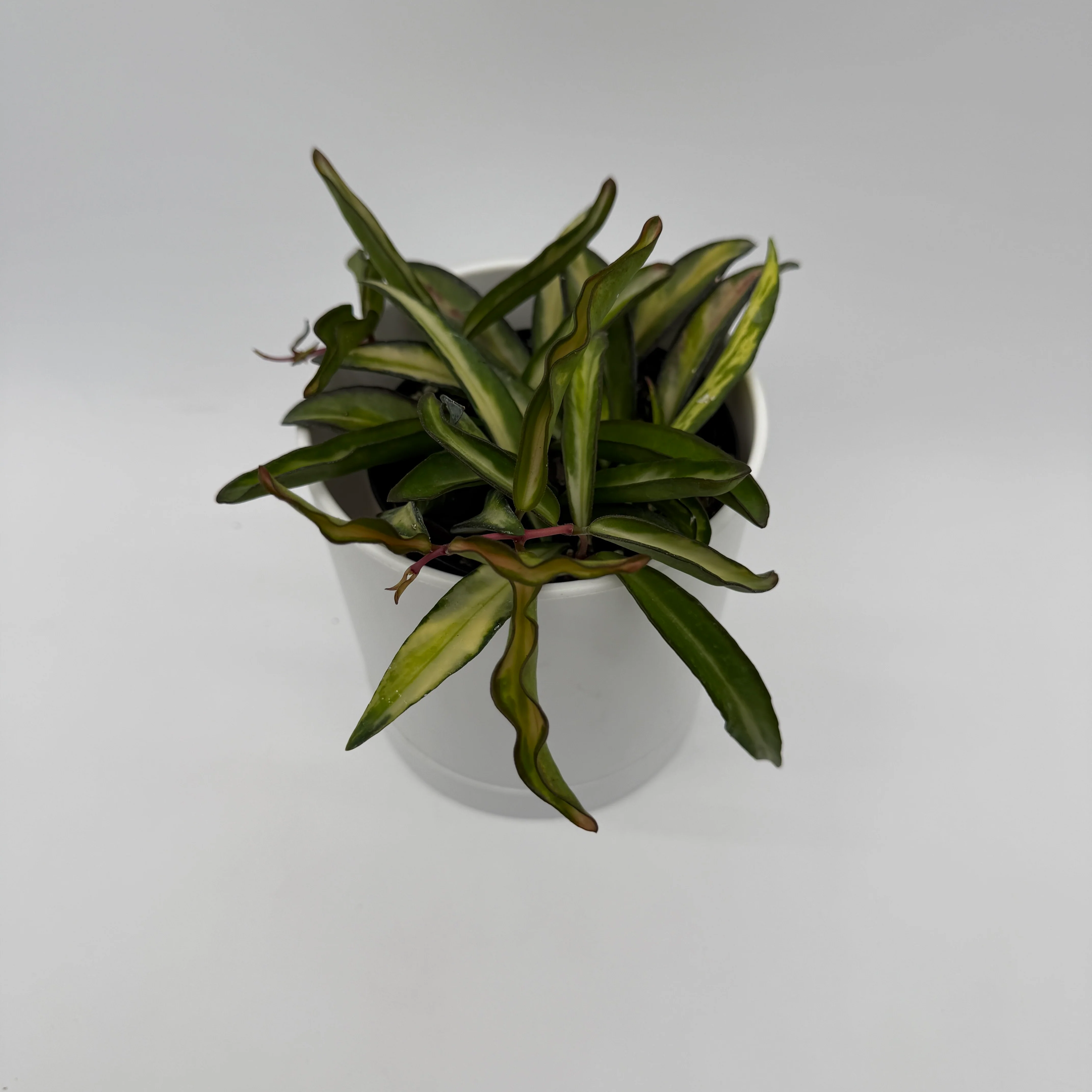 Tricolor Hoya Wayetii - Image 3