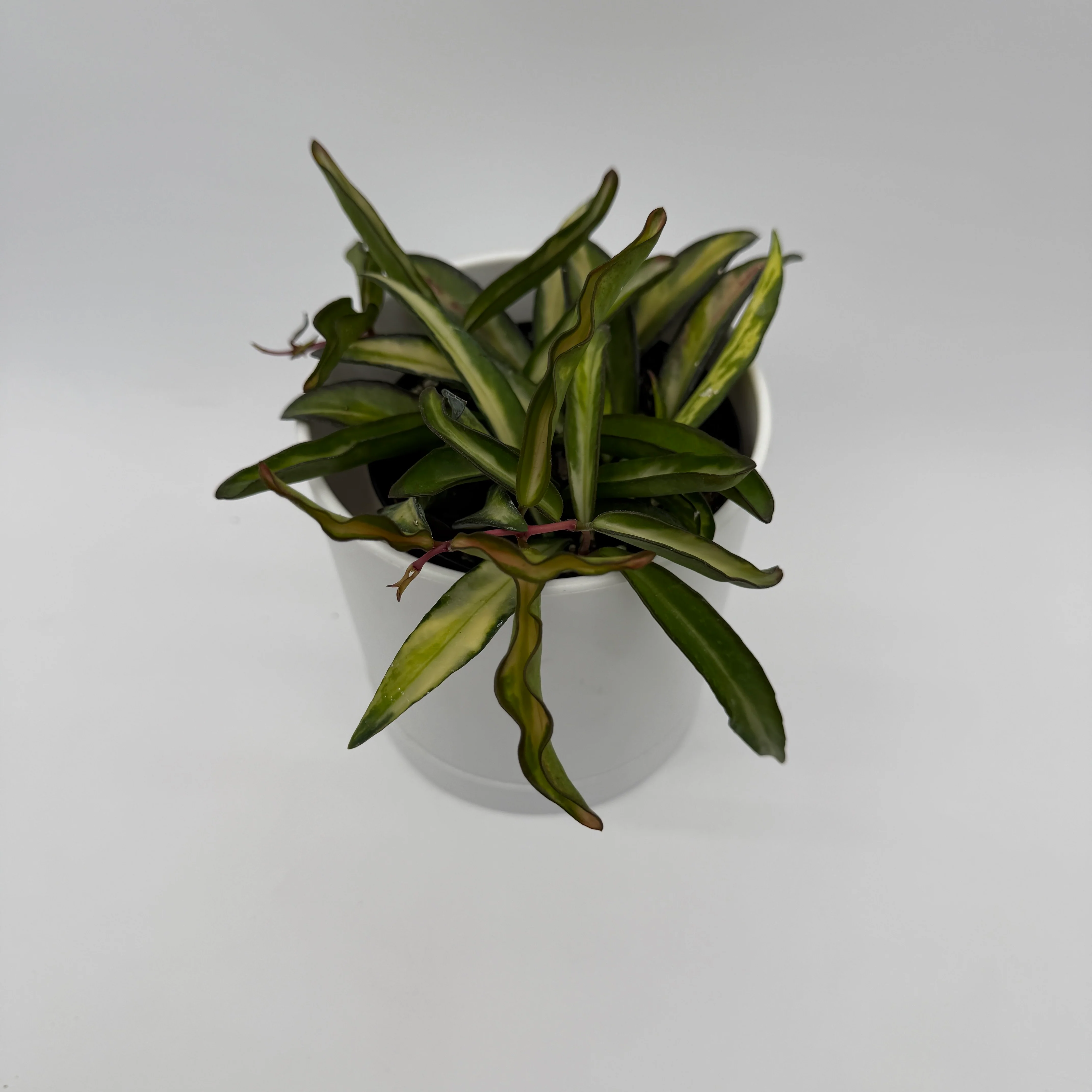 Tricolor Hoya Wayetii - Image 4